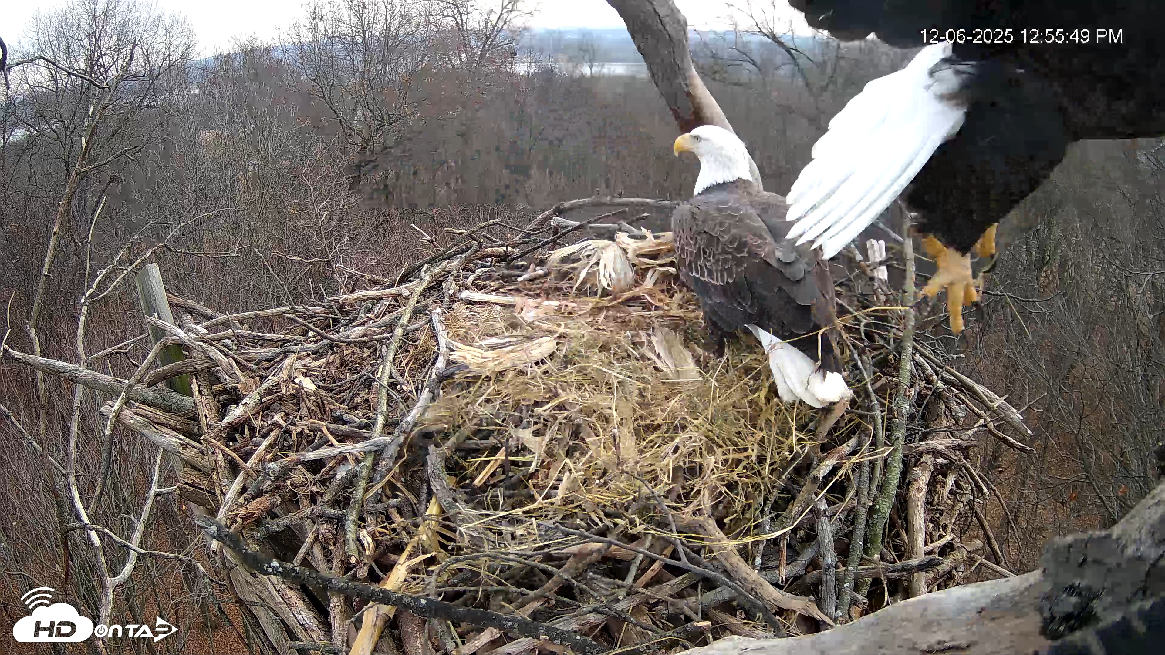 Snapshot of Hanover Eagles Live Cam taken Dec 6, 2025, 12:56pm EST