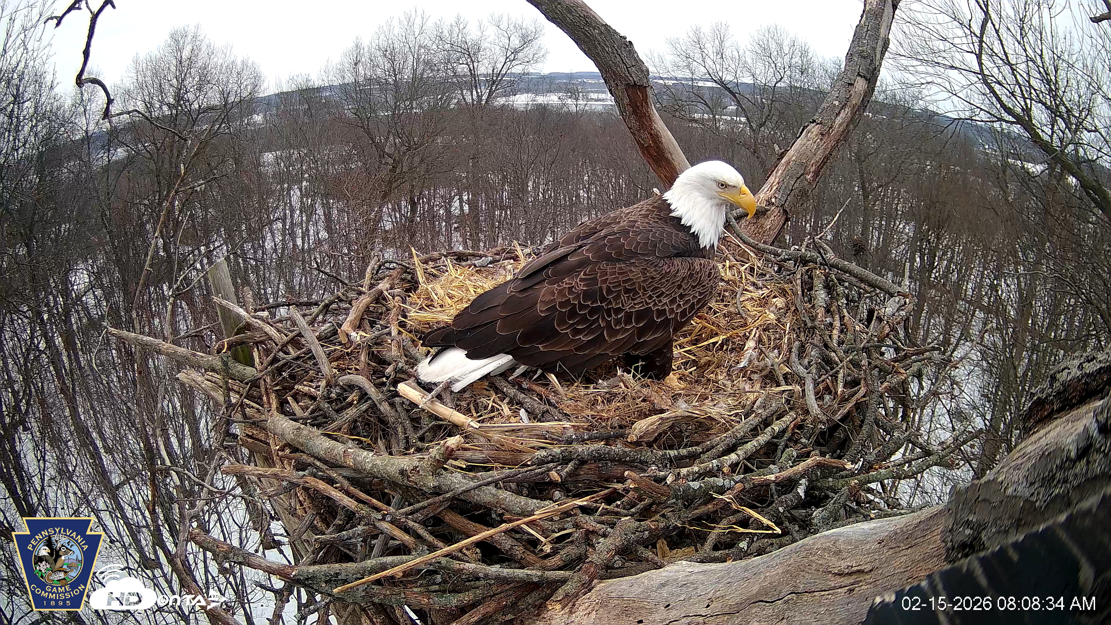 Snapshot of Hanover Eagles Live Cam taken Feb 15, 2026, 8:08am EST