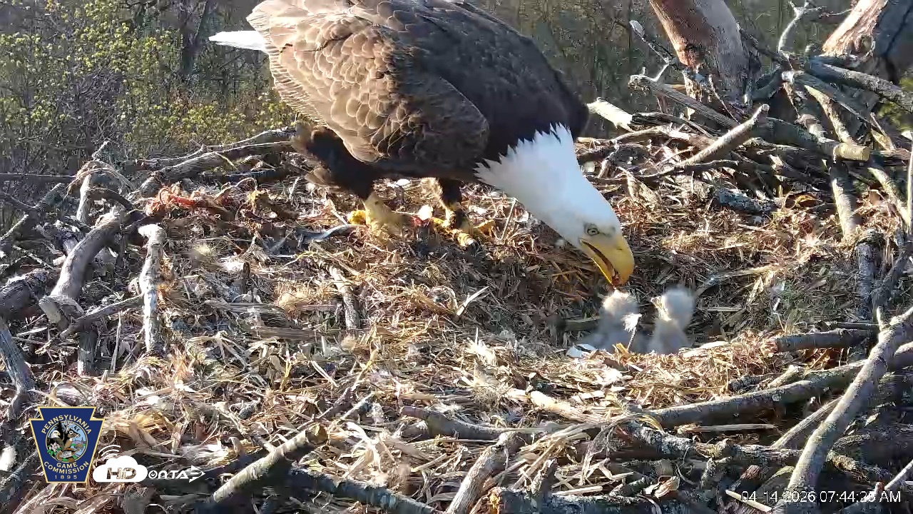 Snapshot of Hanover Eagles Live Cam taken Apr 14, 2026, 7:44am EDT