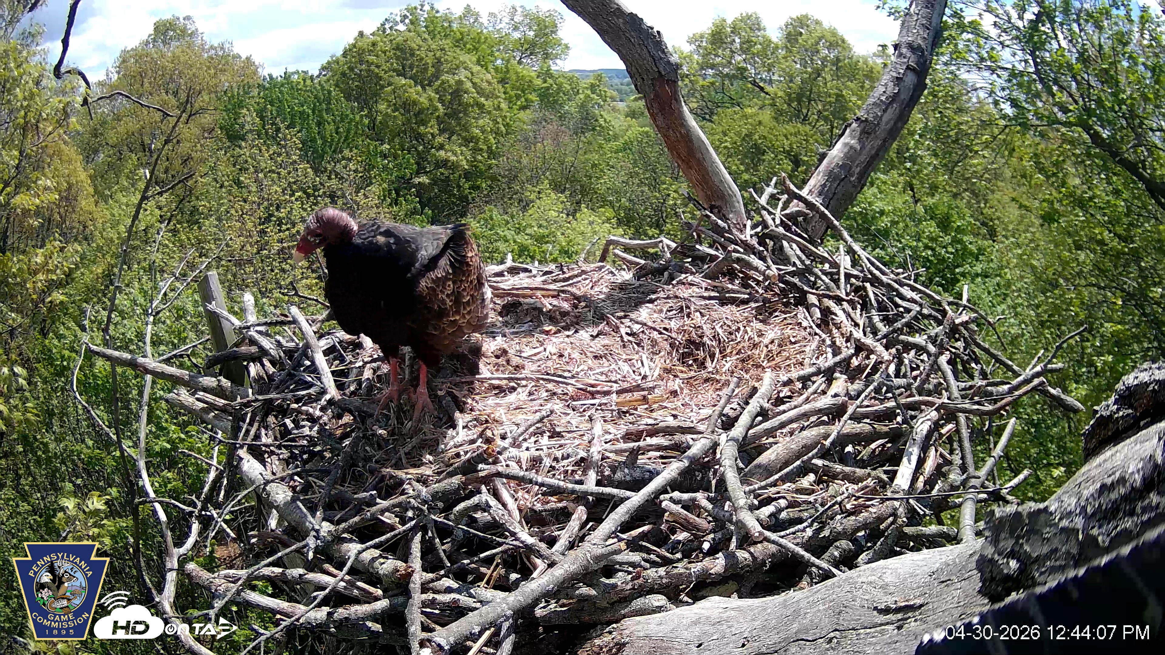 Snapshot of Hanover Eagles Live Cam taken Apr 30, 2026, 12:44pm EDT