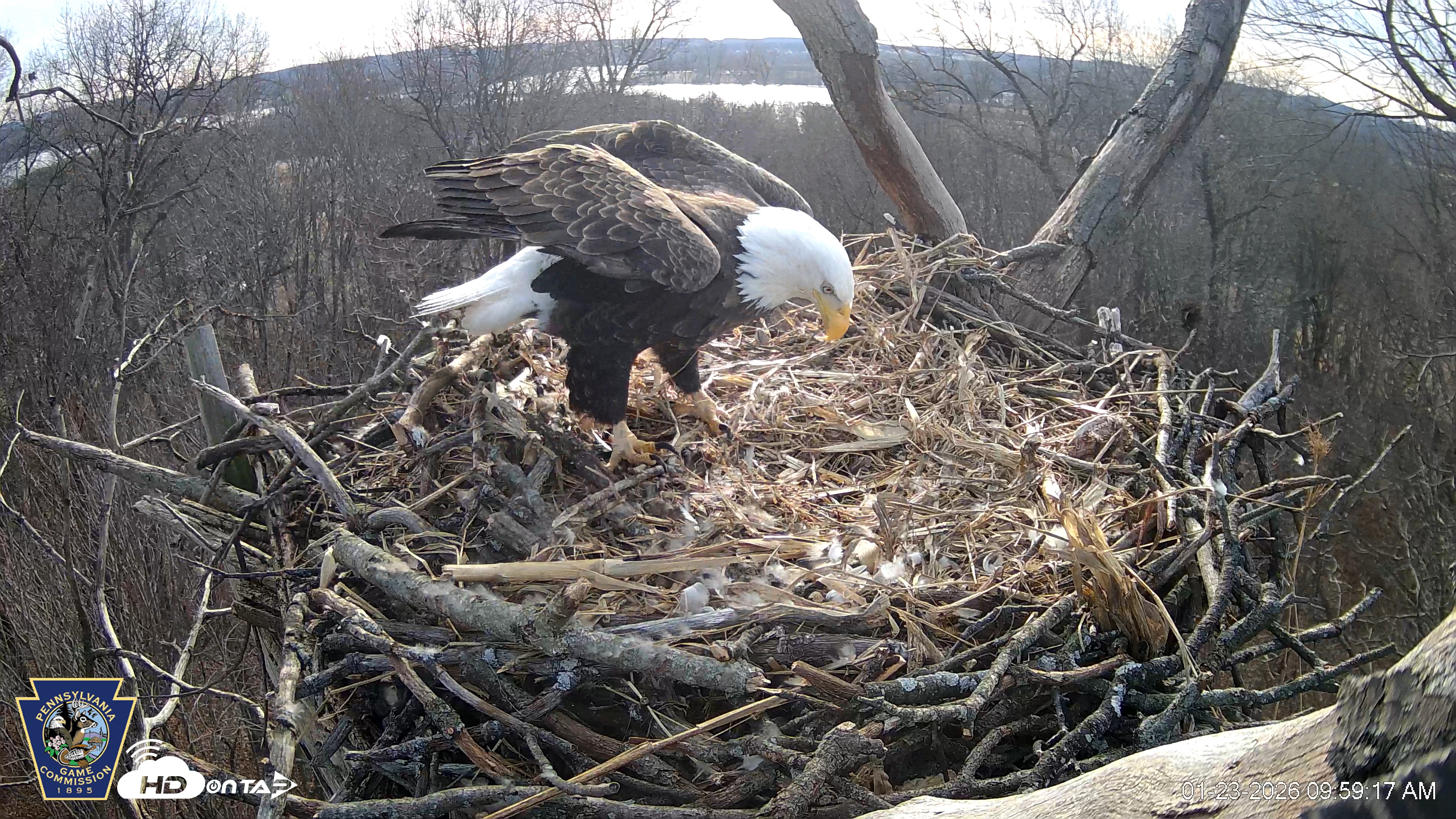 Snapshot of Hanover Eagles Live Cam taken Jan 23, 2026, 9:59am EST