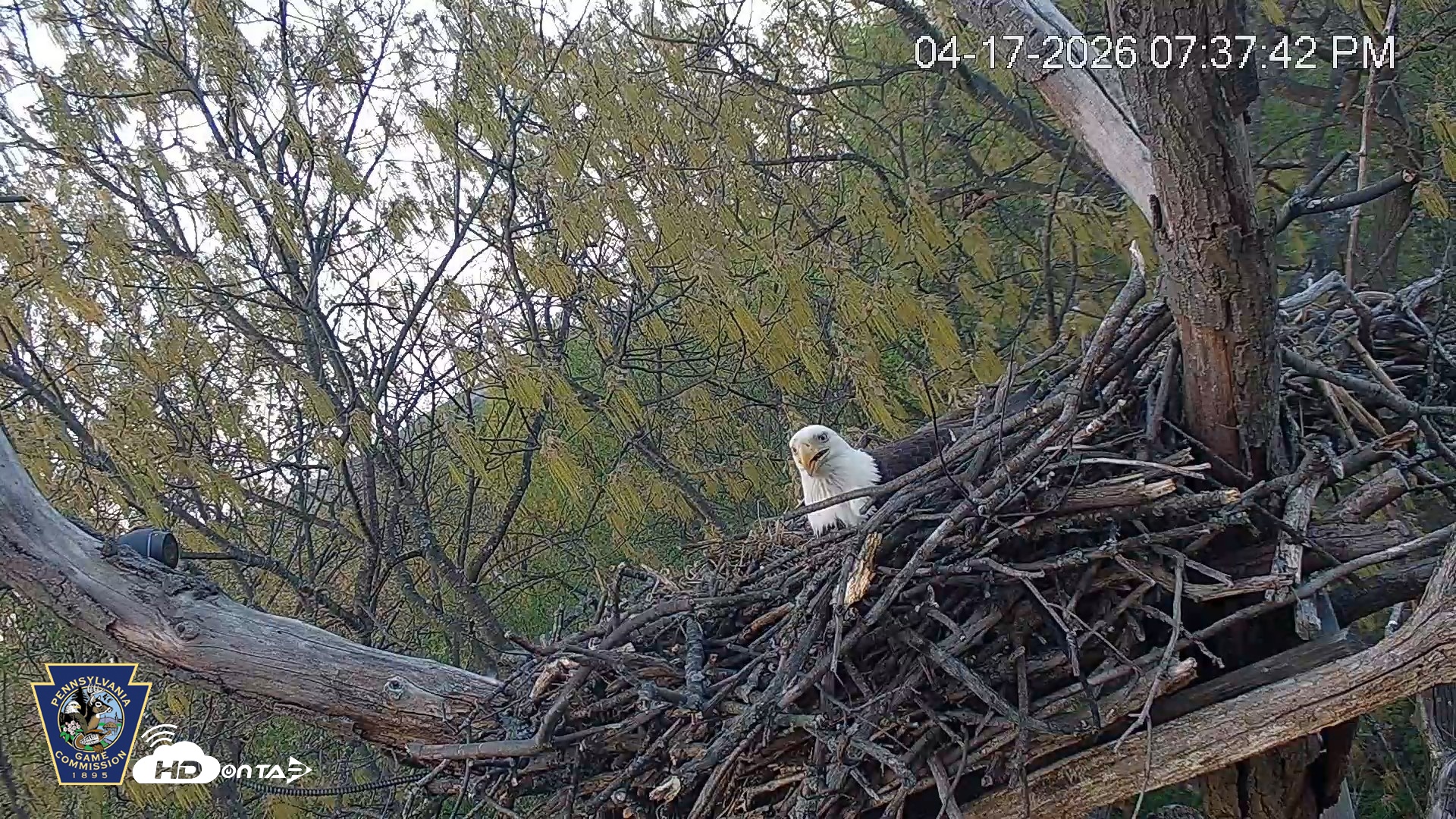 Snapshot of Hanover Eagles Live Cam taken Apr 17, 2026, 7:38pm EDT
