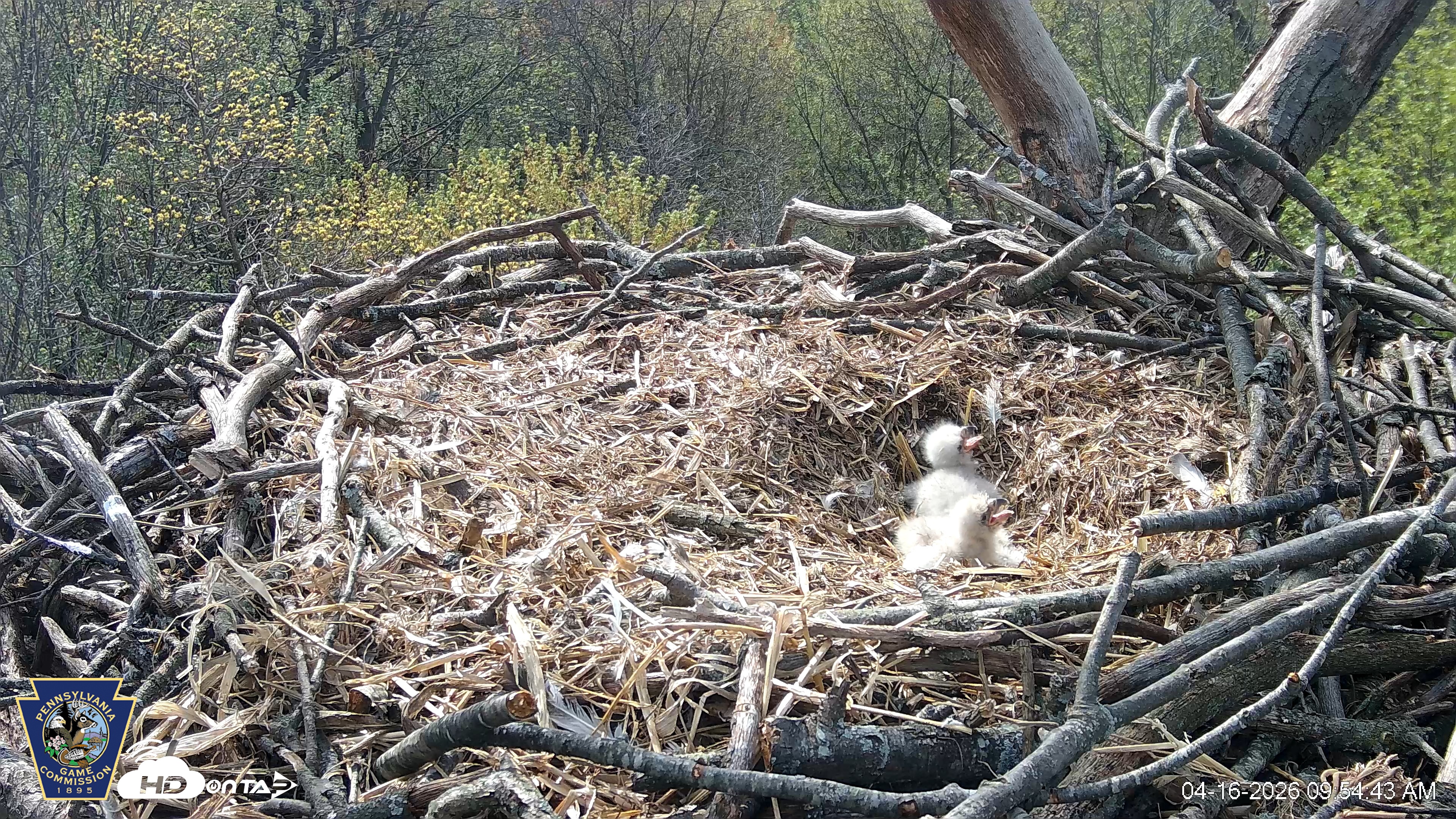 Snapshot of Hanover Eagles Live Cam taken Apr 16, 2026, 9:55am EDT