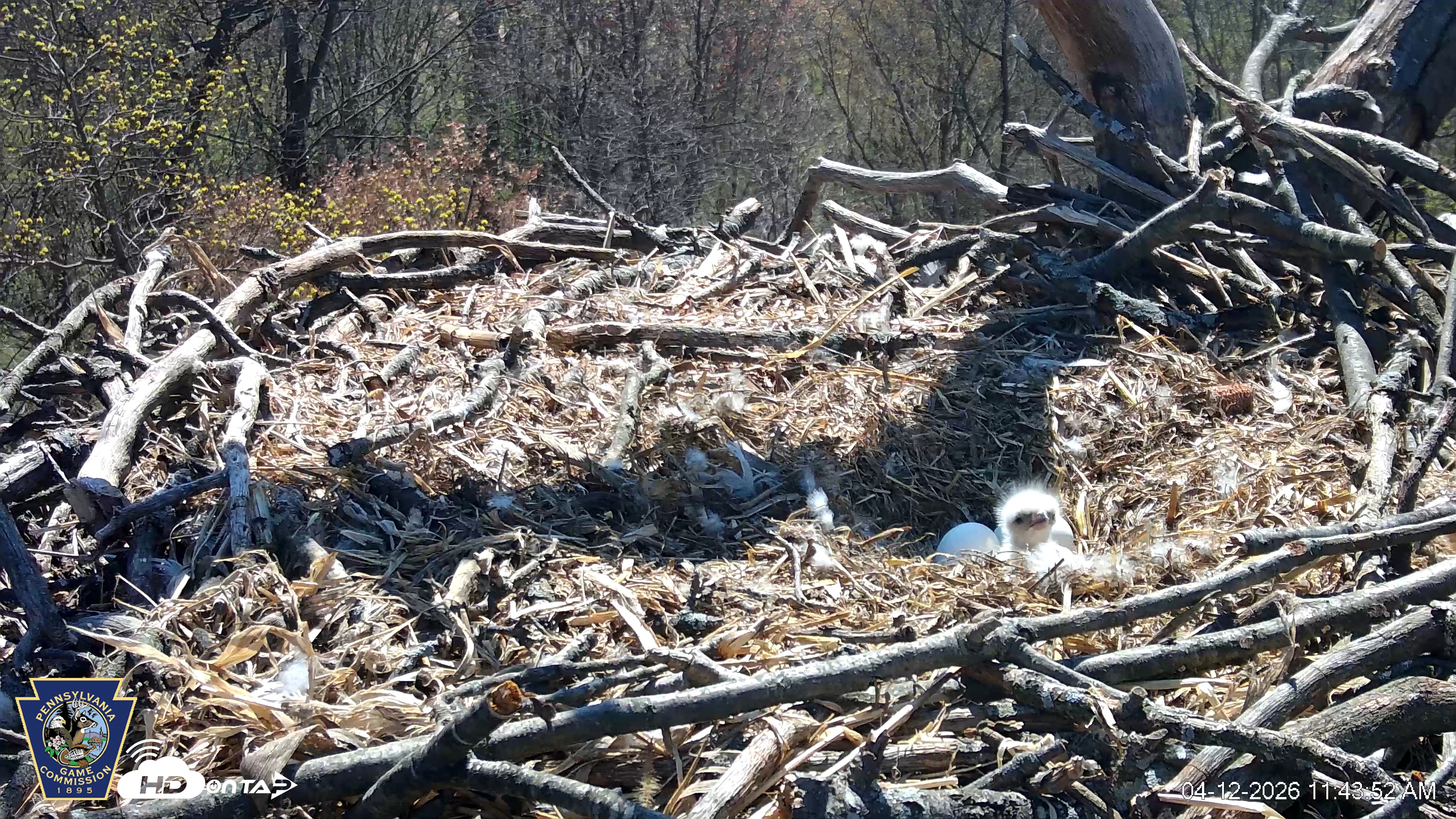 Snapshot of Hanover Eagles Live Cam taken Apr 12, 2026, 11:44am EDT