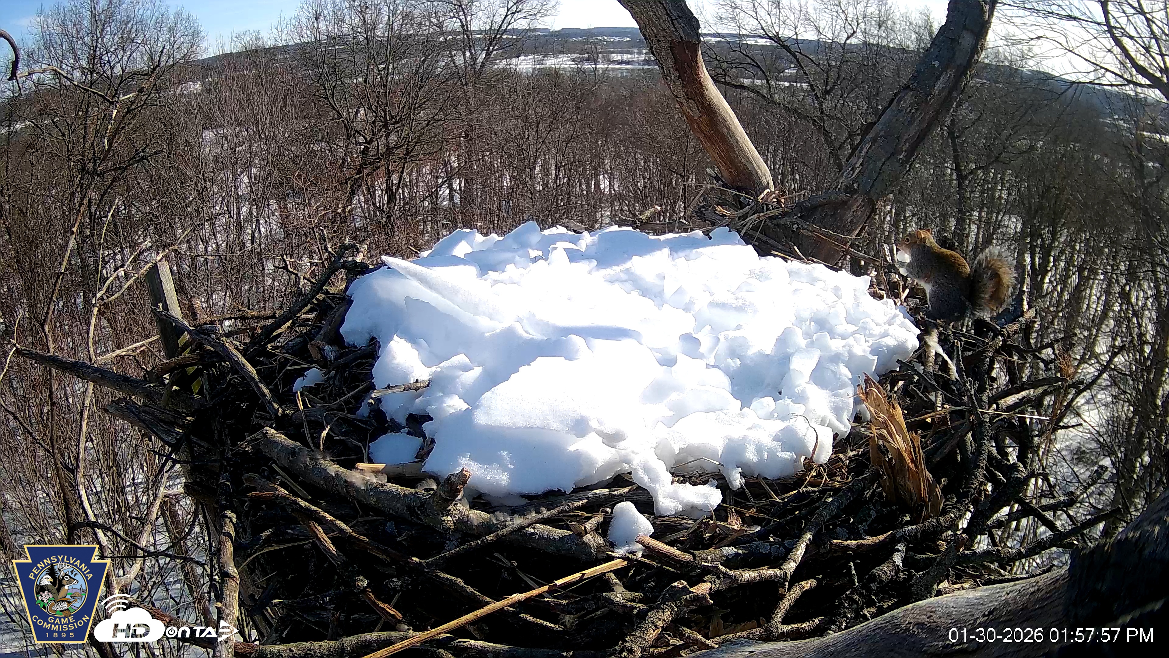 Snapshot of Hanover Eagles Live Cam taken Jan 30, 2026, 1:58pm EST