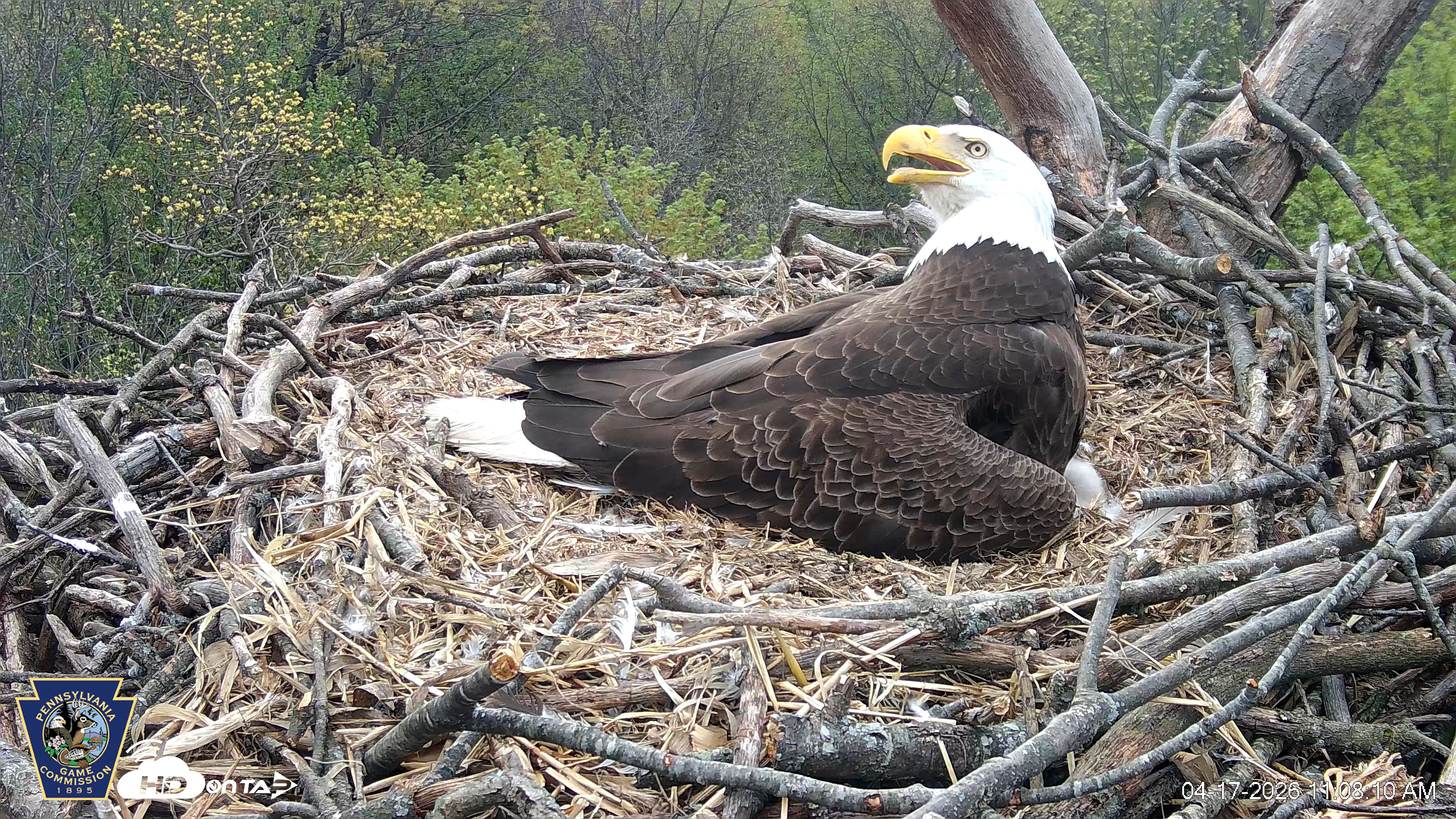 Snapshot of Hanover Eagles Live Cam taken Apr 17, 2026, 11:09am EDT