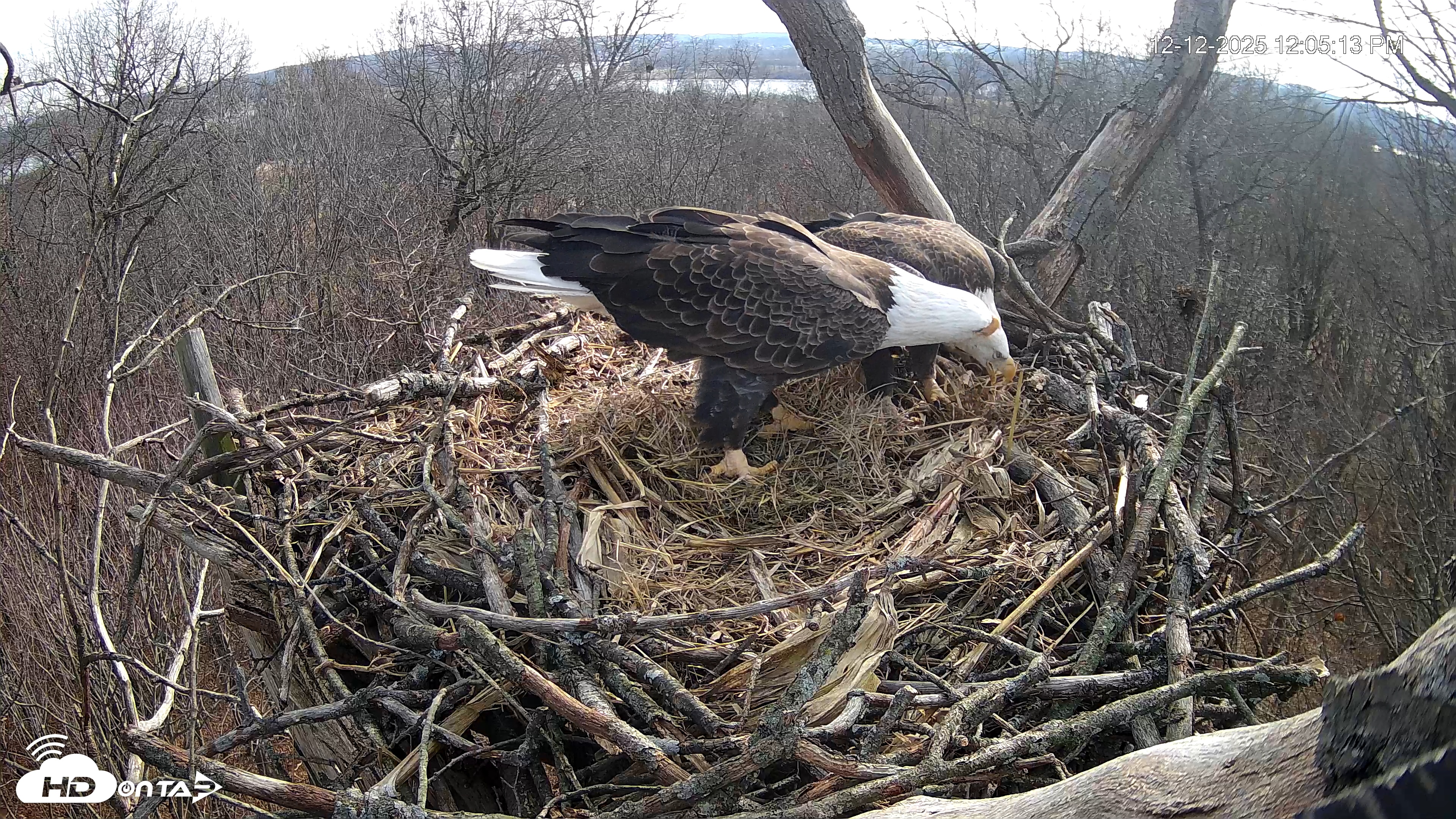 Snapshot of Hanover Eagles Live Cam taken Dec 12, 2025, 12:06pm EST