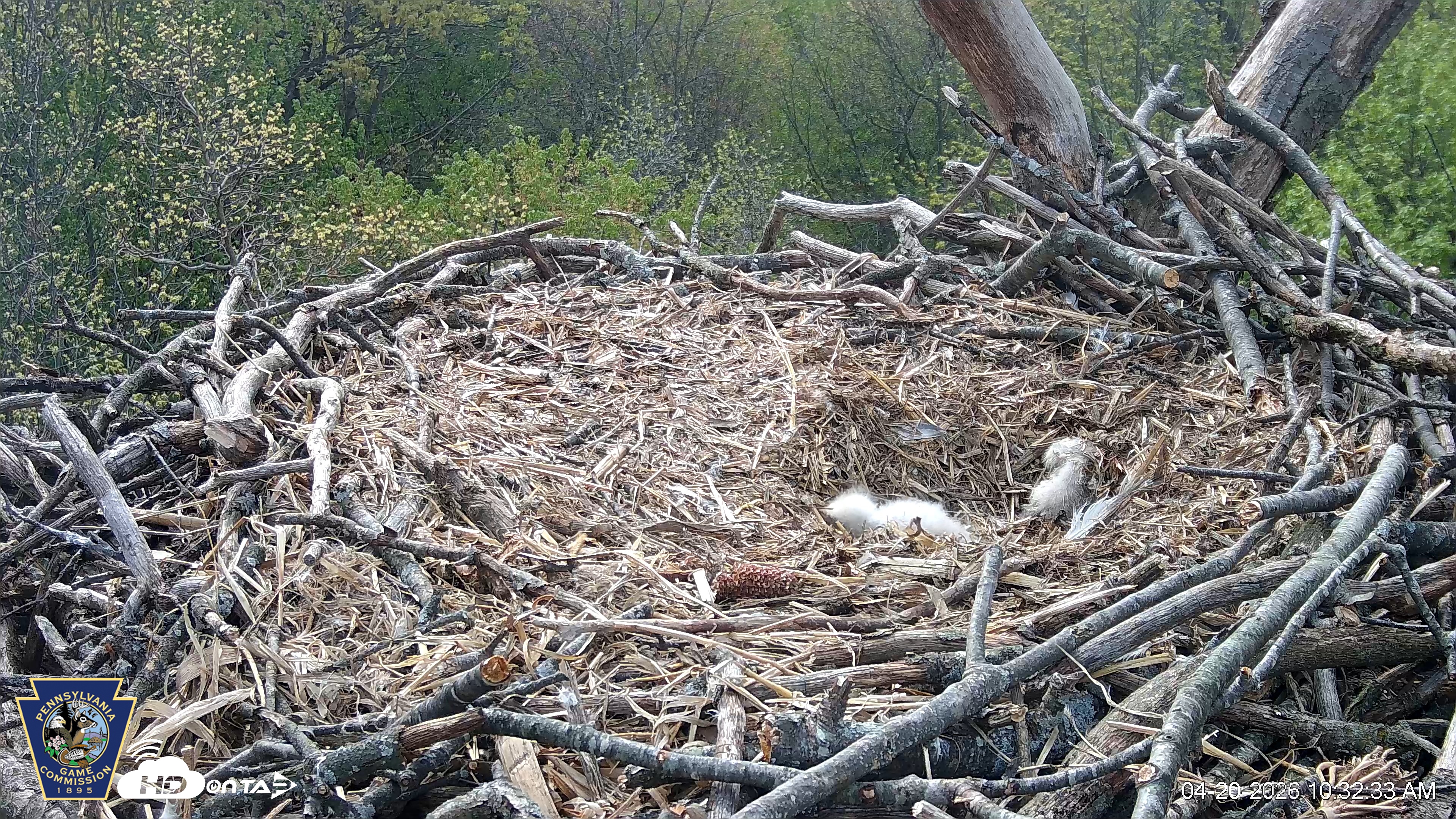 Snapshot of Hanover Eagles Live Cam taken Apr 20, 2026, 10:33am EDT