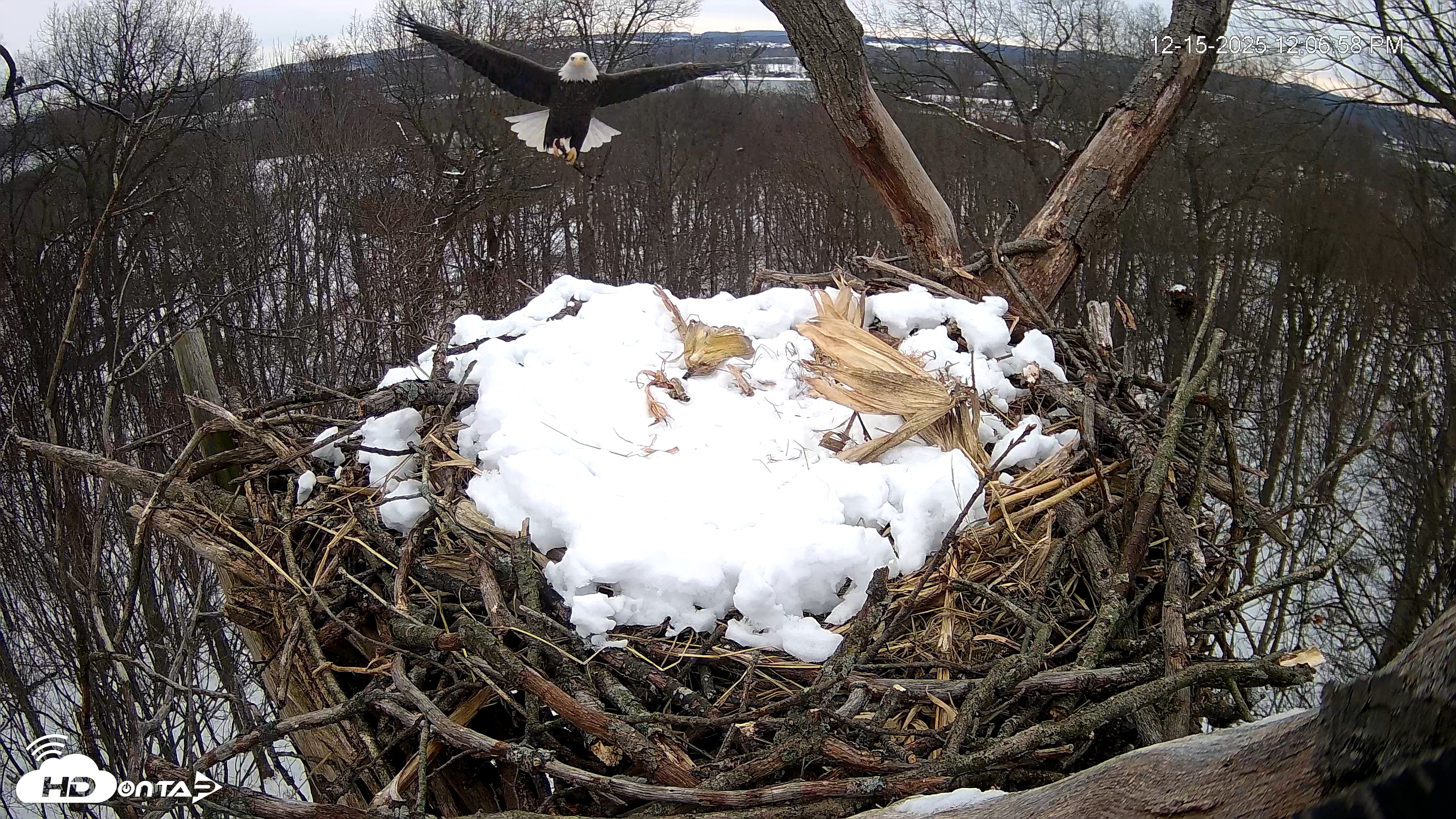 Snapshot of Hanover Eagles Live Cam taken Dec 15, 2025, 12:07pm EST