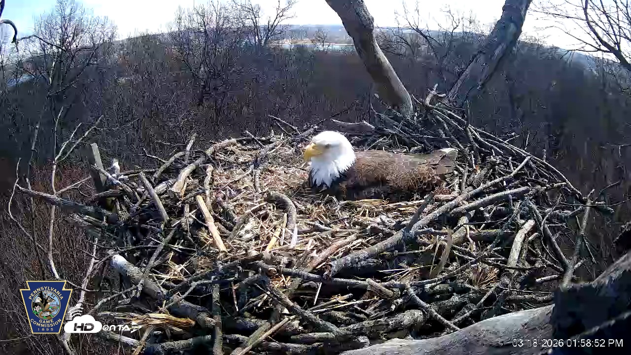 Snapshot of Hanover Eagles Live Cam taken Mar 18, 2026, 1:58pm EDT