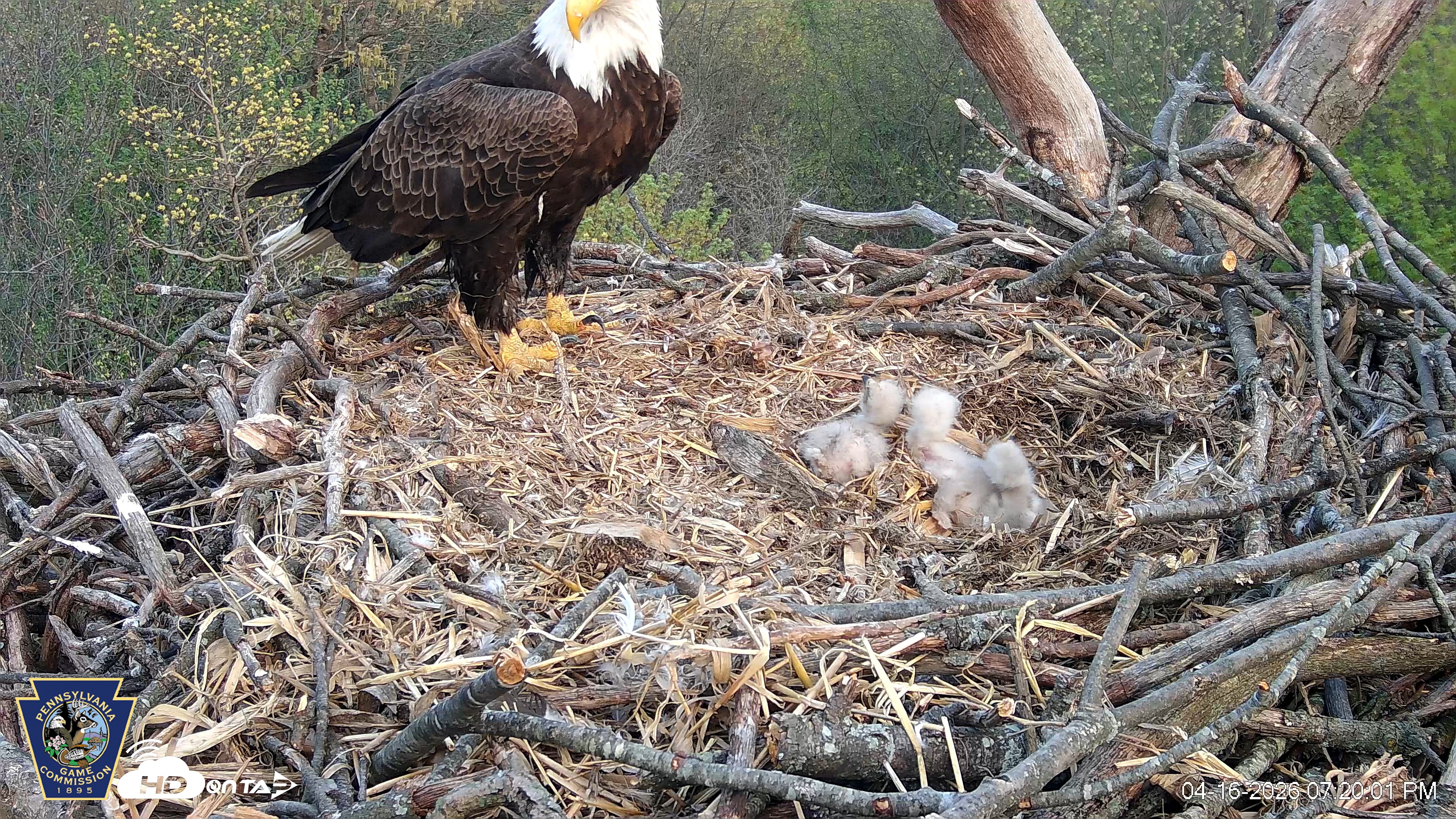 Snapshot of Hanover Eagles Live Cam taken Apr 16, 2026, 7:20pm EDT