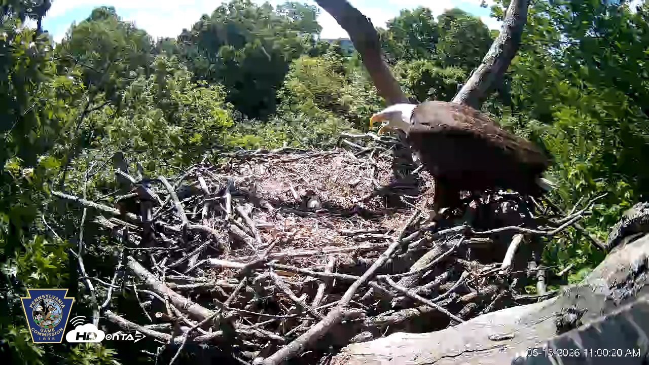 Snapshot of Hanover Eagles Live Cam taken May 15, 2026, 11:01am EDT
