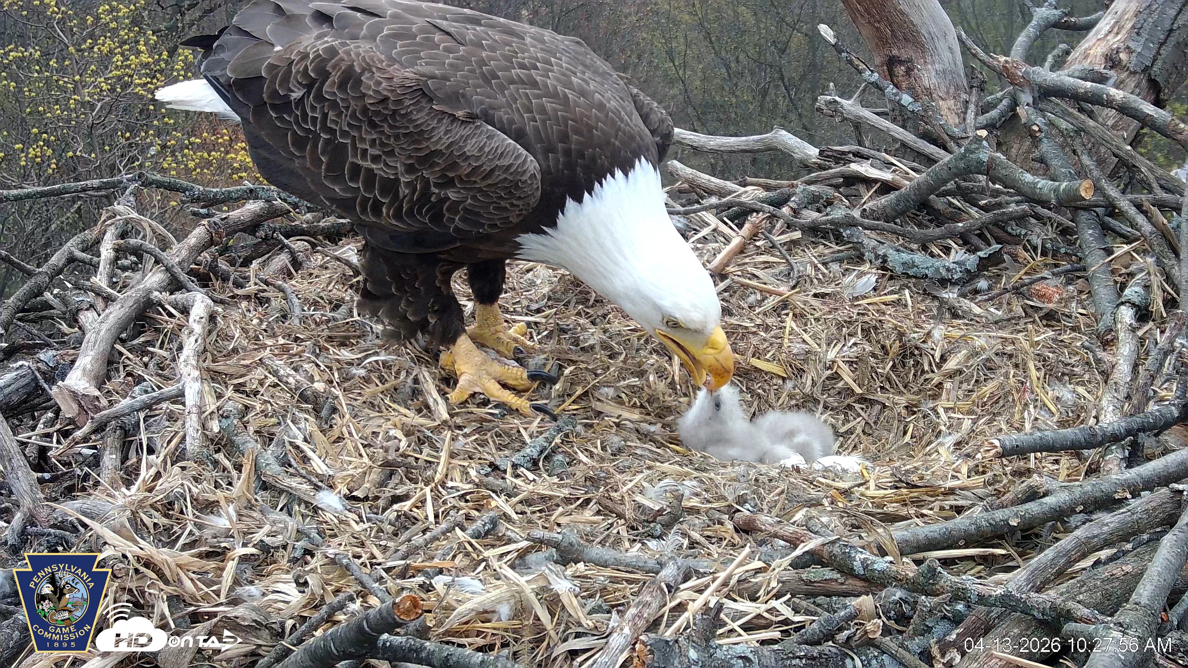 Snapshot of Hanover Eagles Live Cam taken Apr 13, 2026, 10:28am EDT