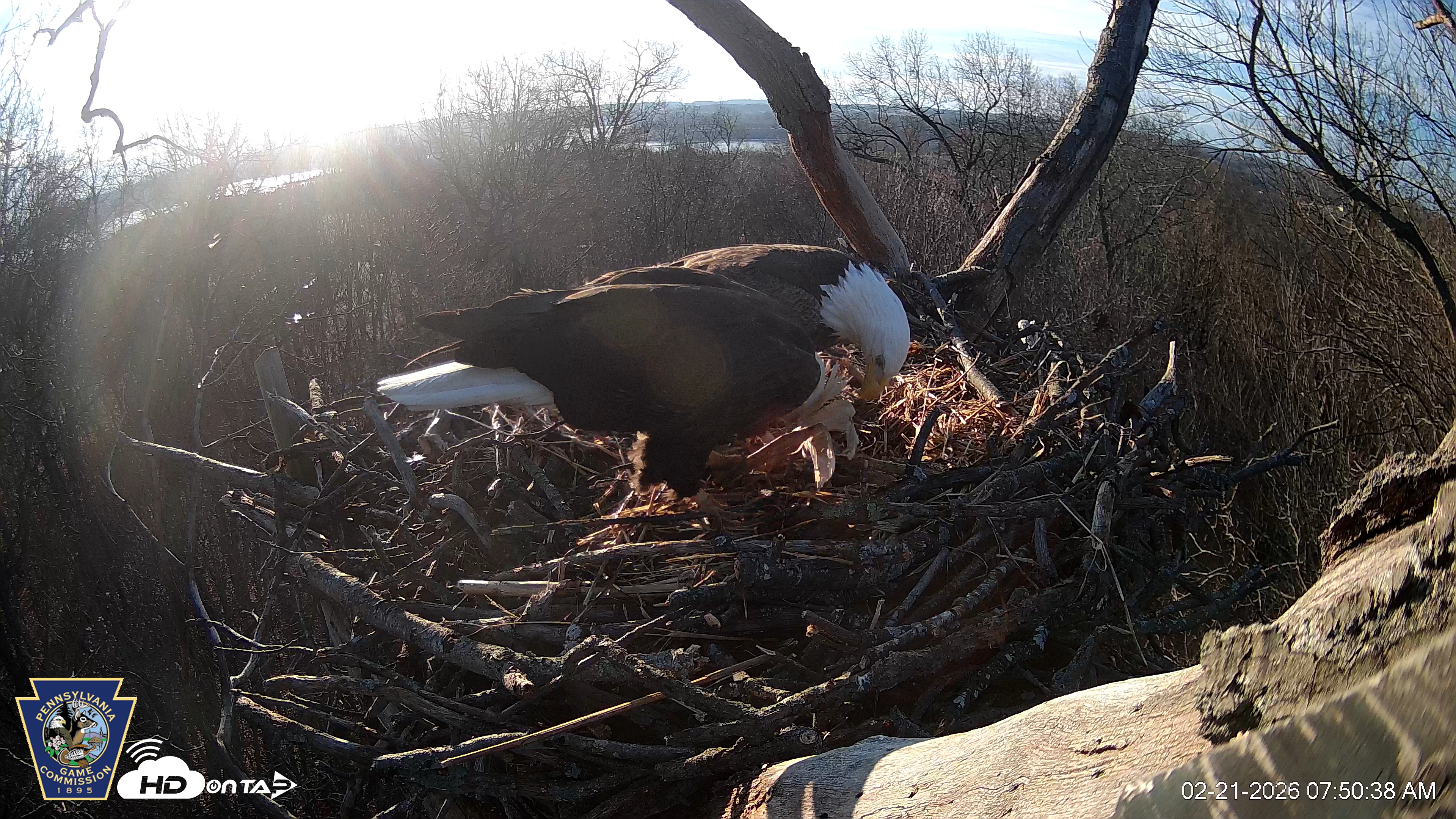 Snapshot of Hanover Eagles Live Cam taken Feb 21, 2026, 7:50am EST