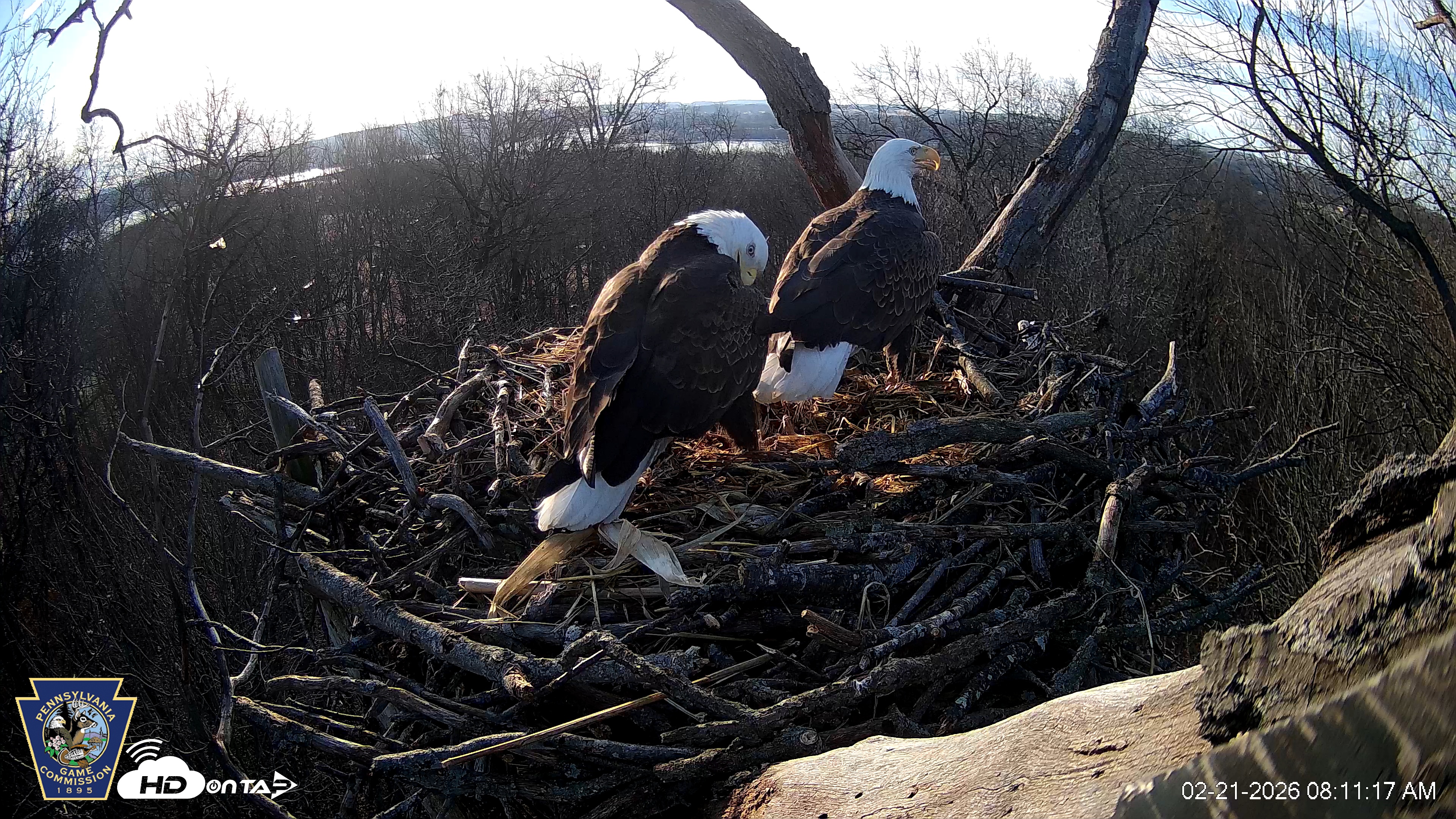 Snapshot of Hanover Eagles Live Cam taken Feb 21, 2026, 8:11am EST