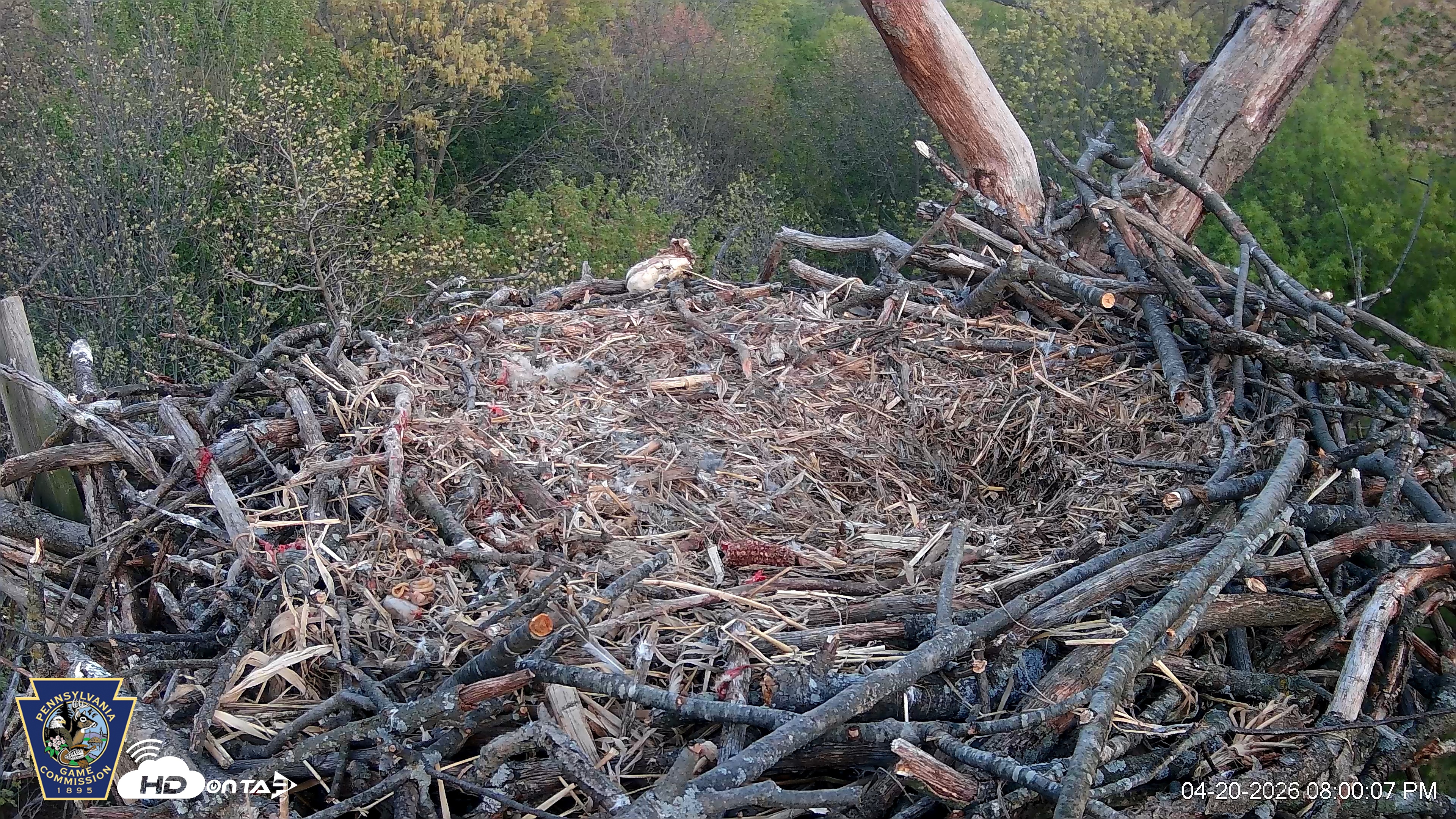 Snapshot of Hanover Eagles Live Cam taken Apr 20, 2026, 8:01pm EDT