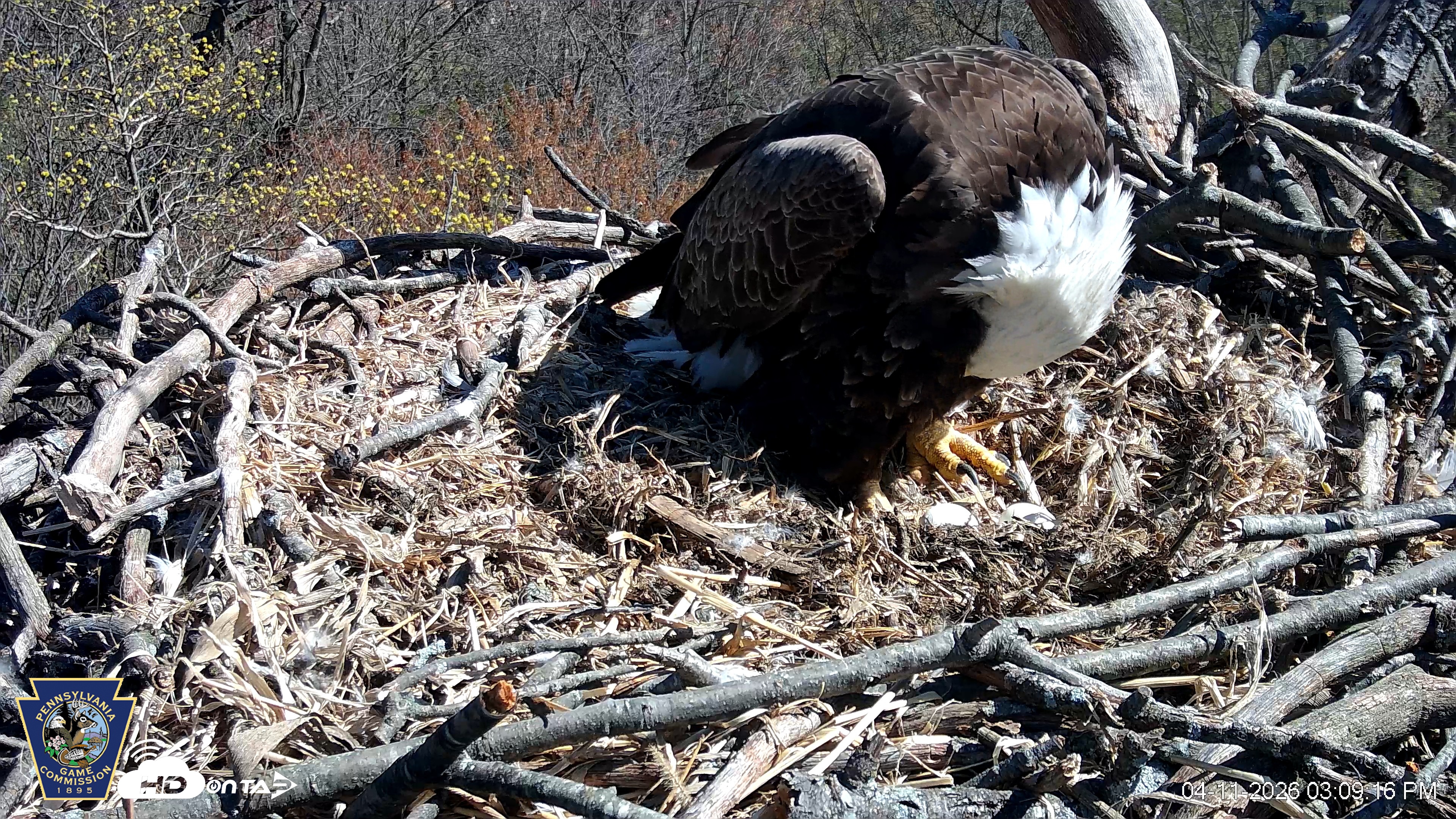 Snapshot of Hanover Eagles Live Cam taken Apr 11, 2026, 3:09pm EDT