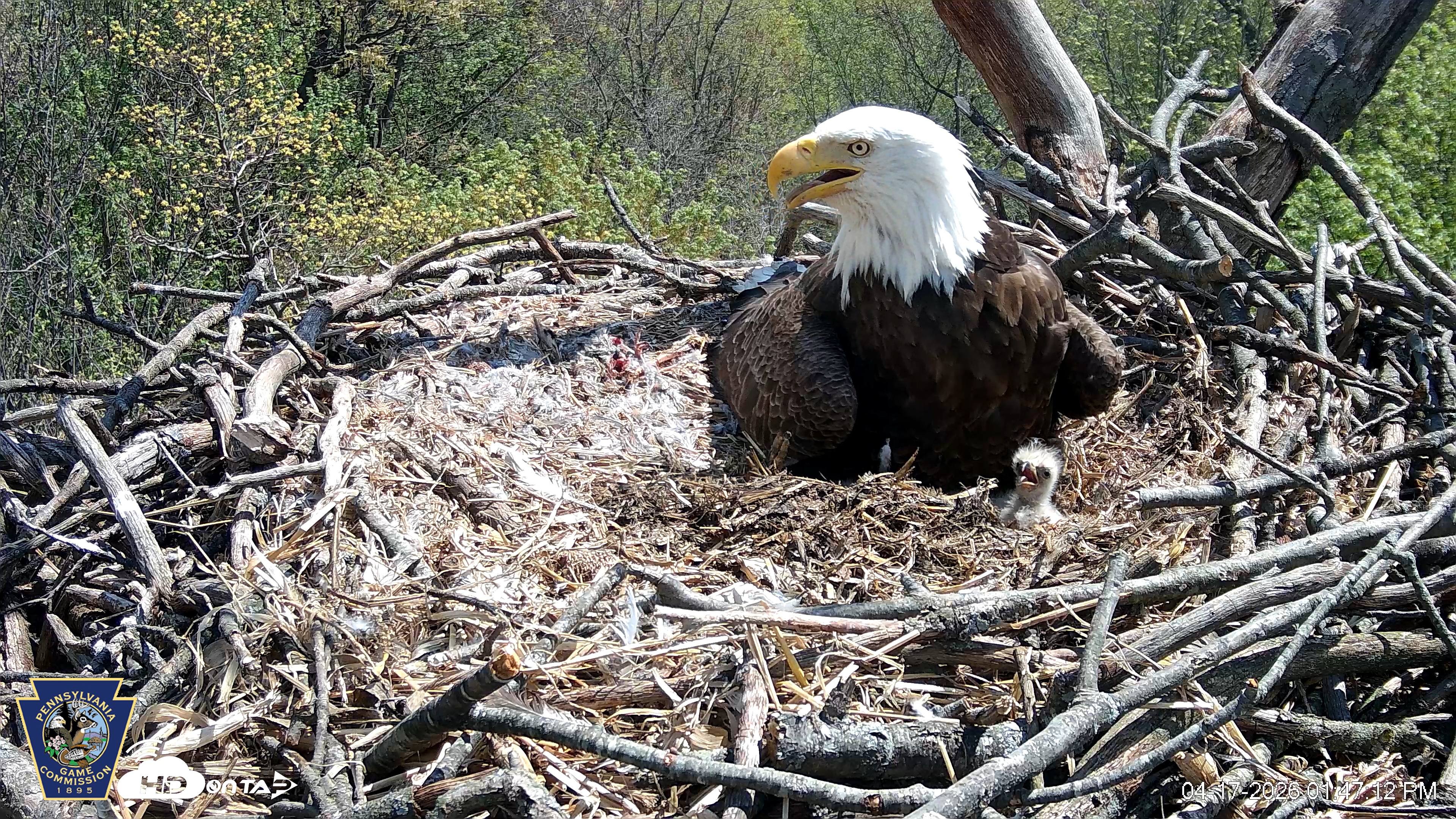 Snapshot of Hanover Eagles Live Cam taken Apr 17, 2026, 1:48pm EDT