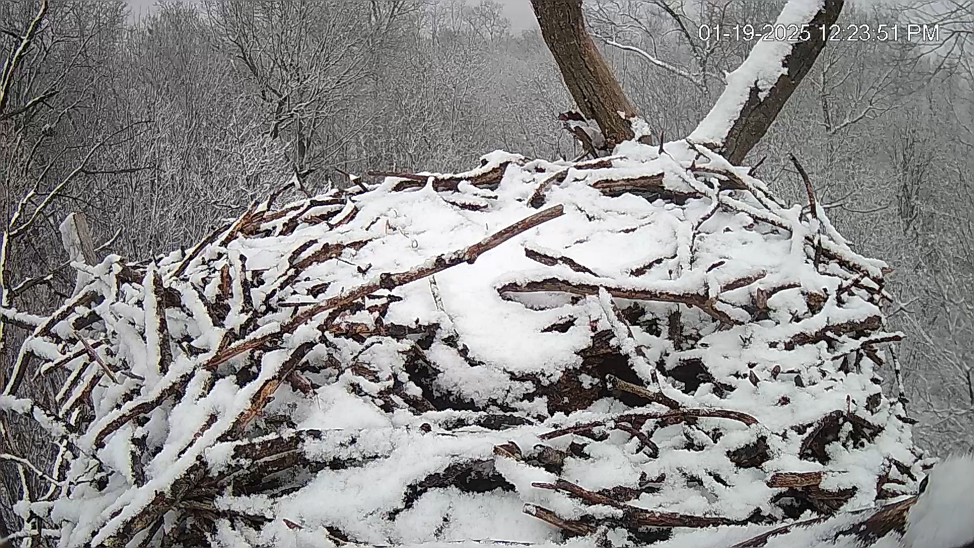 Snapshot of Hanover Eagles Live Cam taken Jan 19, 2025, 12:24pm EST