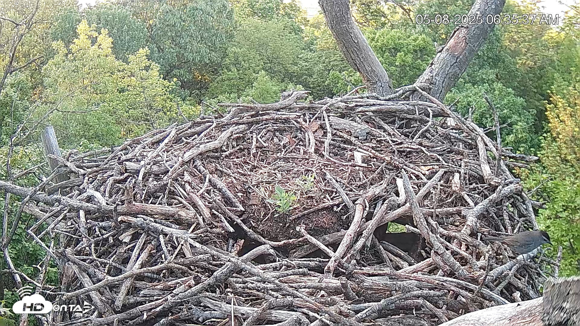 Snapshot of Hanover Eagles Live Cam taken May 8, 2025, 6:35am EDT