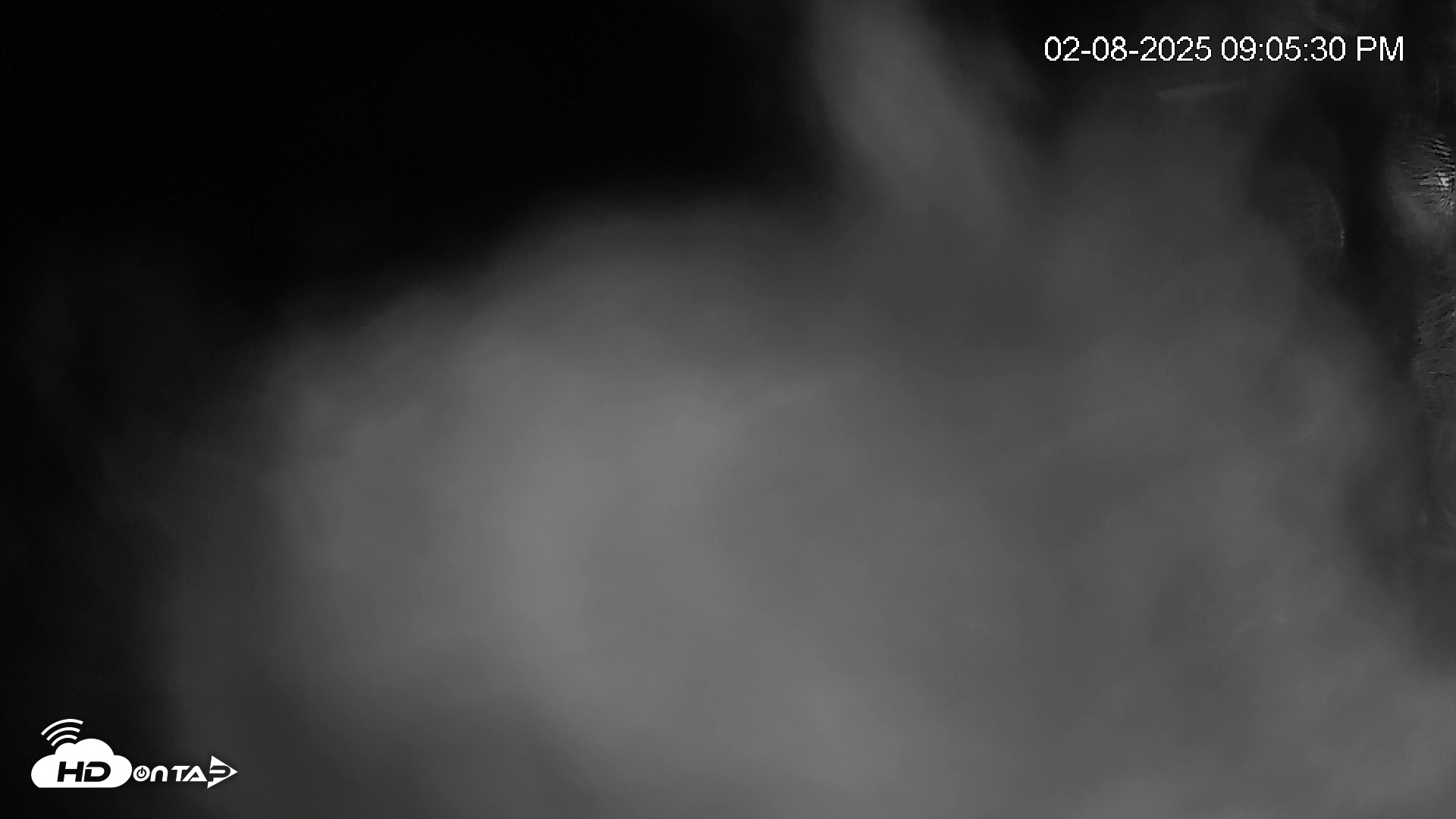 Snapshot of Hanover Eagles Live Cam taken Feb 8, 2025, 9:06pm EST