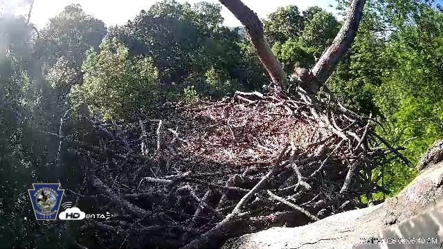 Snapshot of Hanover Eagles Live Cam taken May 12, 2026, 8:06am EDT