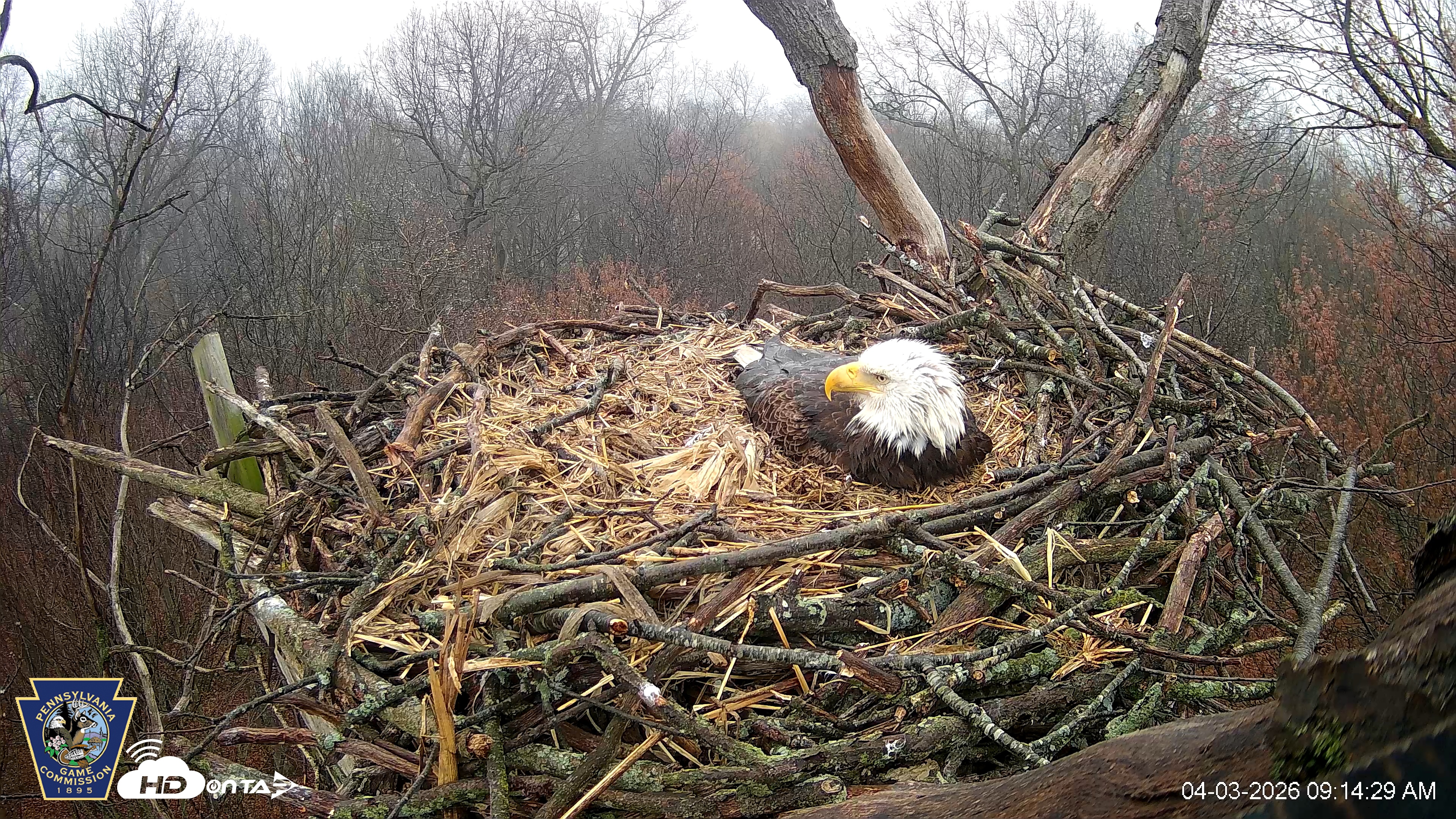 Snapshot of Hanover Eagles Live Cam taken Apr 3, 2026, 9:15am EDT