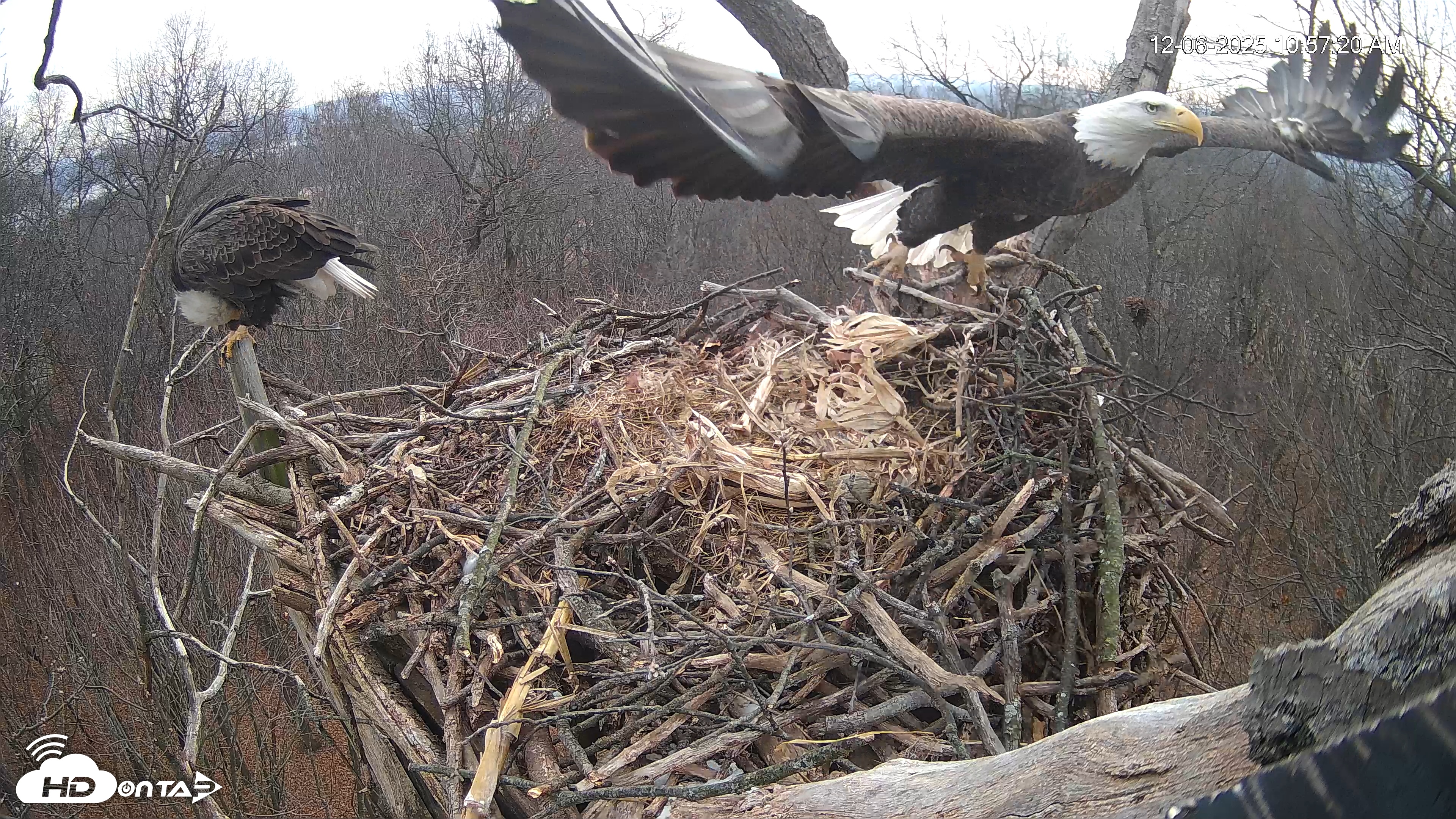 Snapshot of Hanover Eagles Live Cam taken Dec 6, 2025, 10:57am EST