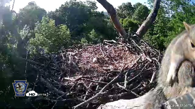 Snapshot of Hanover Eagles Live Cam taken May 13, 2026, 8:14am EDT