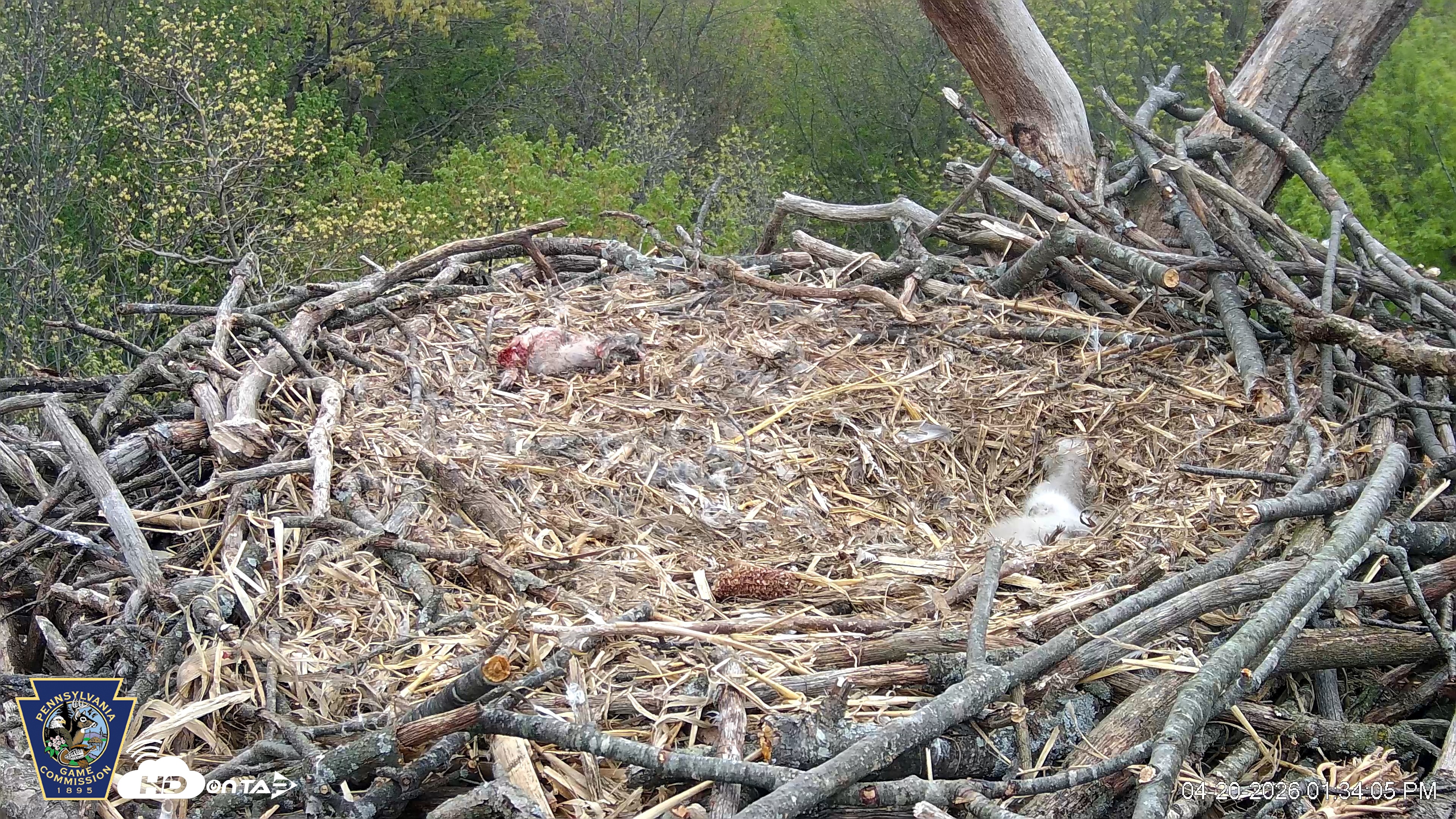 Snapshot of Hanover Eagles Live Cam taken Apr 20, 2026, 1:35pm EDT