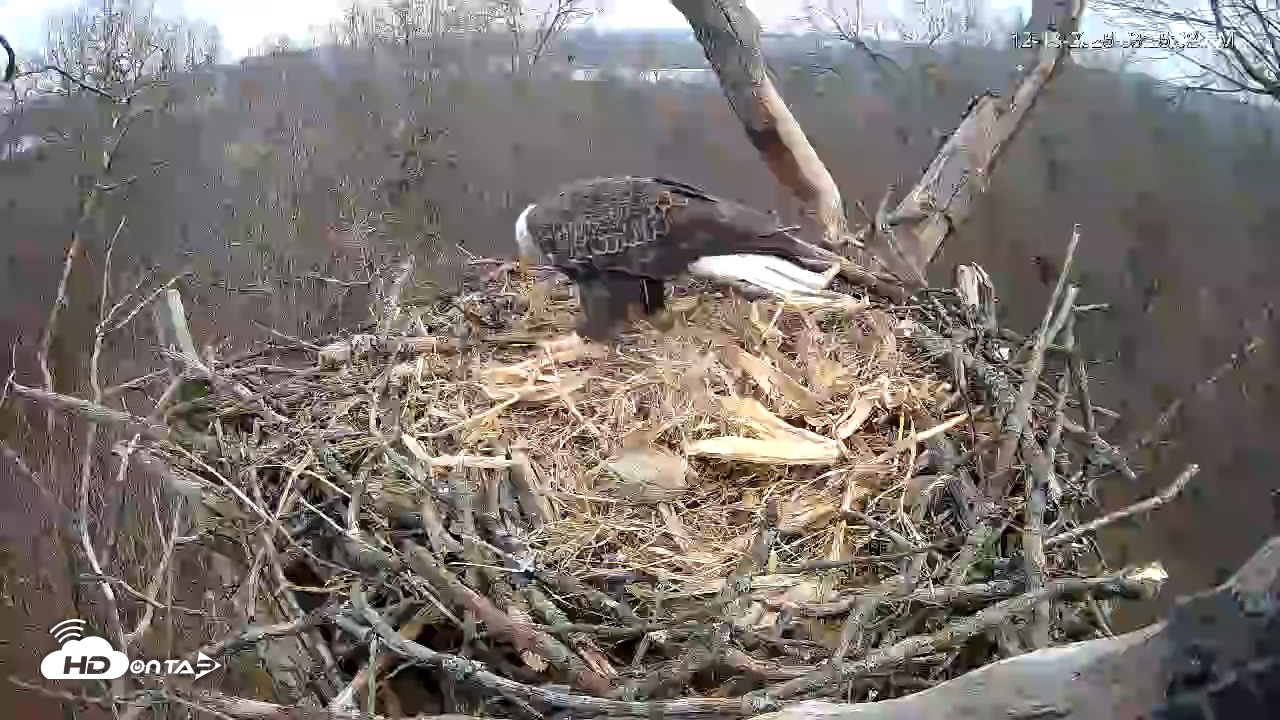 Snapshot of Hanover Eagles Live Cam taken Dec 13, 2025, 3:26pm EST