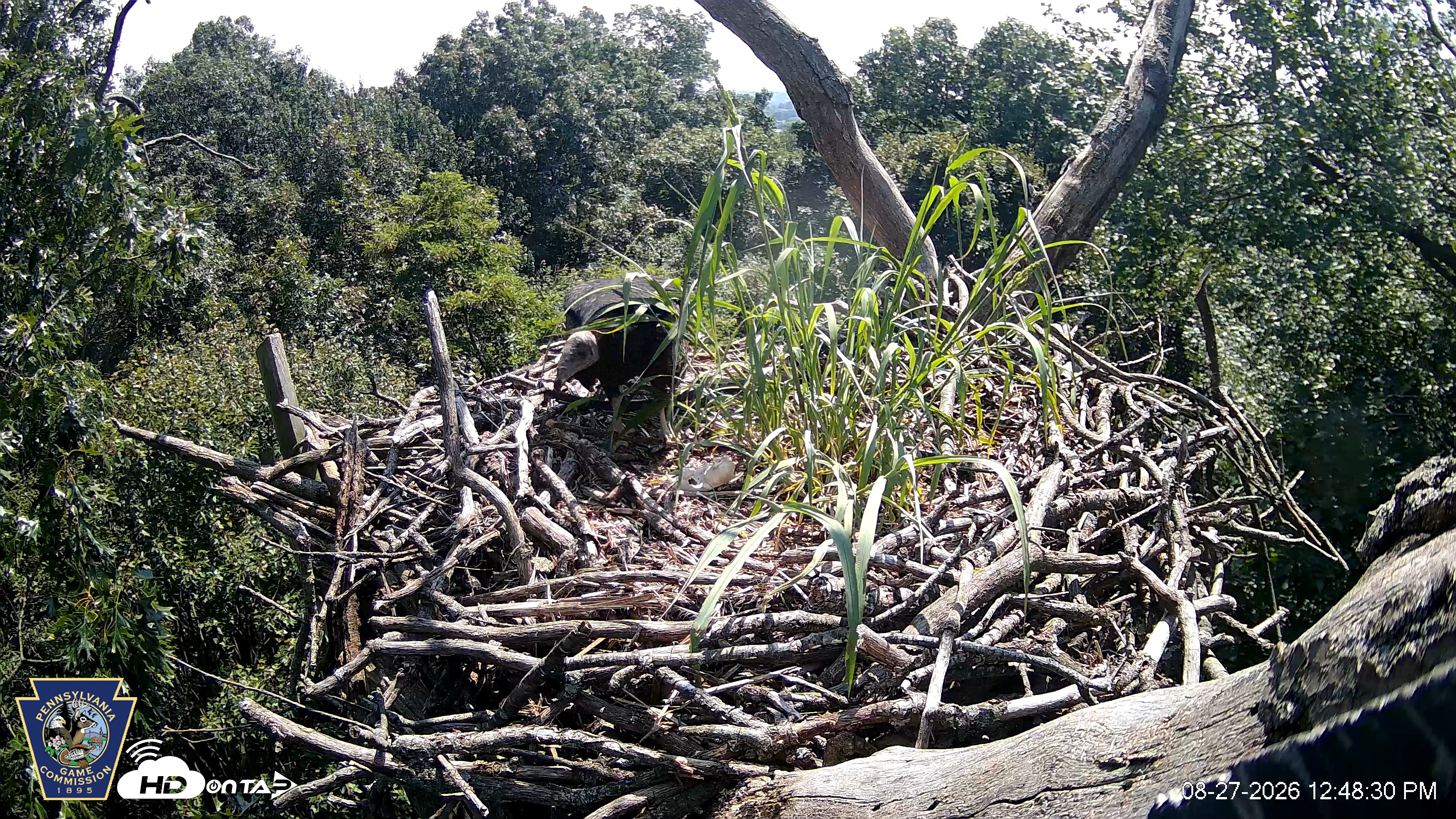 Snapshot of Hanover Eagles Live Cam taken Aug 27, 2026, 12:48pm EDT