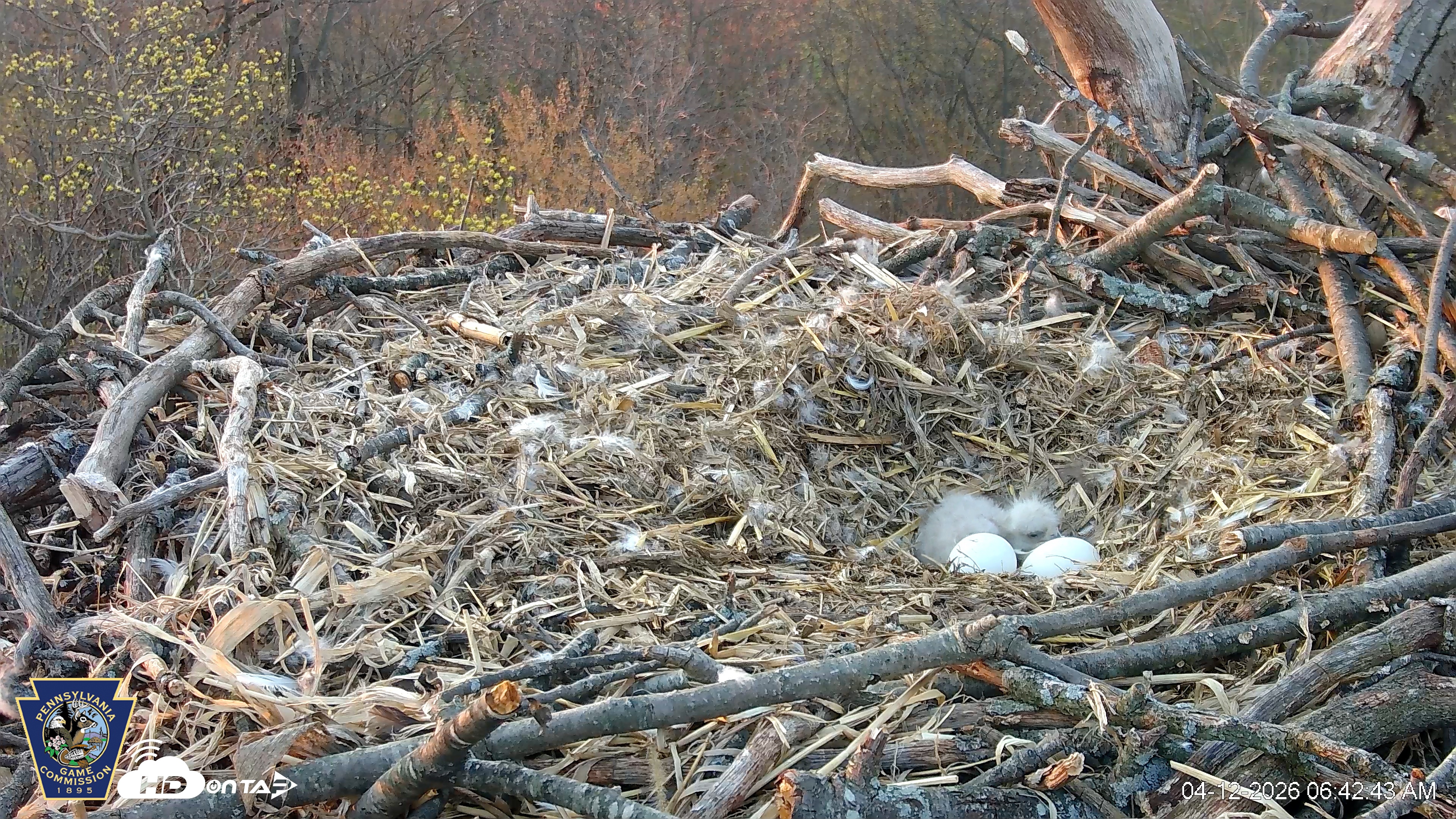 Snapshot of Hanover Eagles Live Cam taken Apr 12, 2026, 6:43am EDT