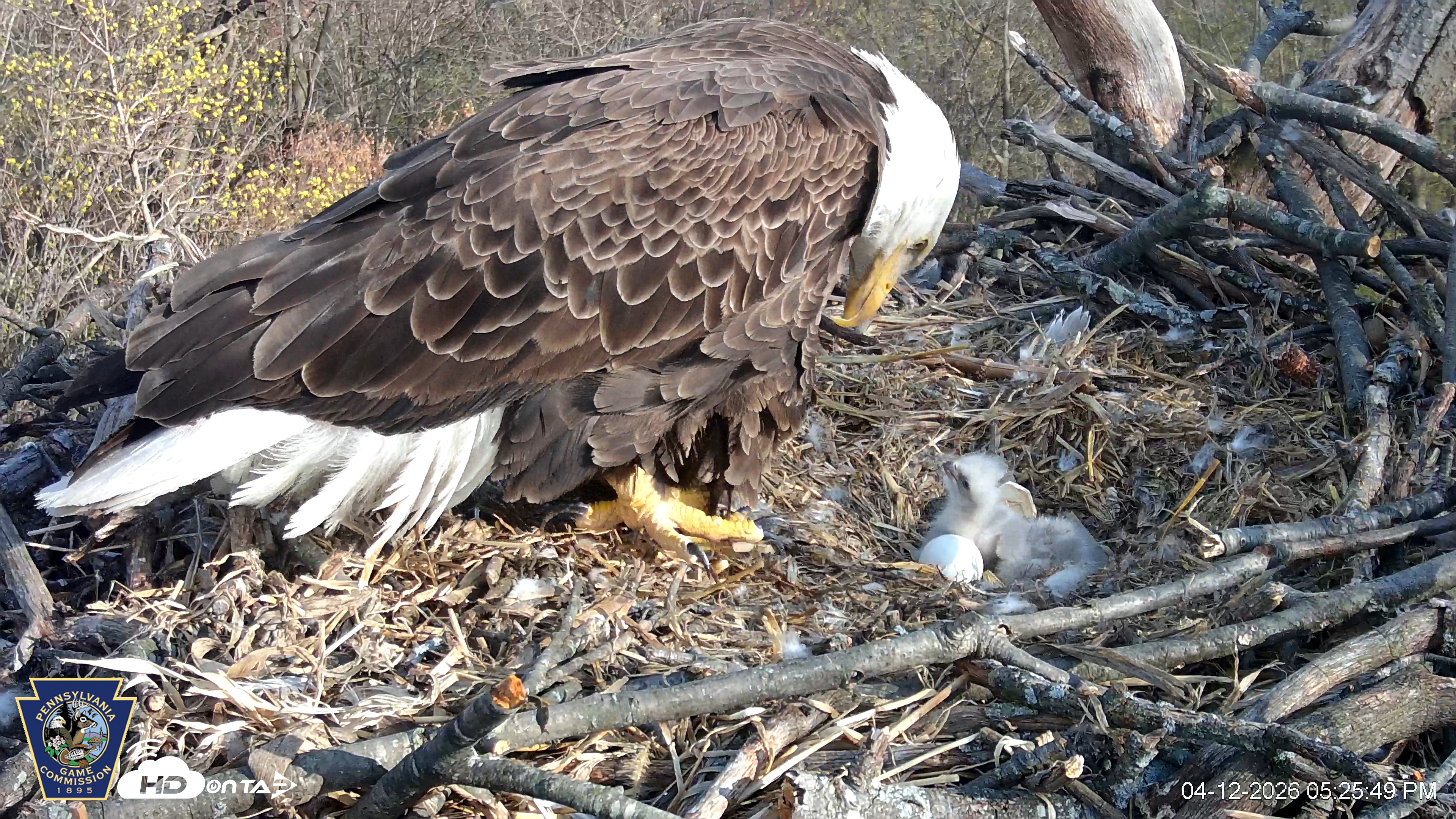 Snapshot of Hanover Eagles Live Cam taken Apr 12, 2026, 5:26pm EDT