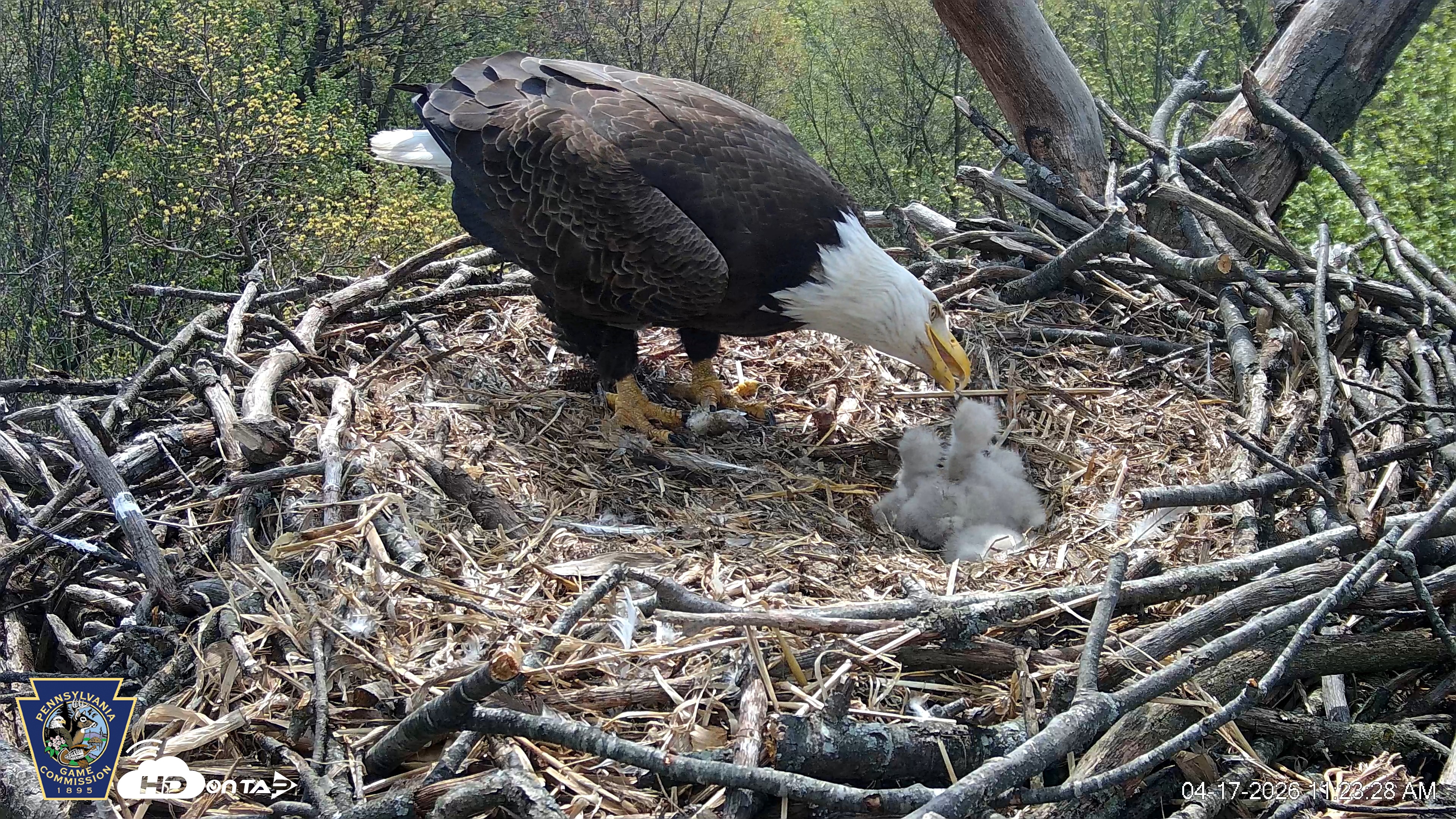 Snapshot of Hanover Eagles Live Cam taken Apr 17, 2026, 11:23am EDT