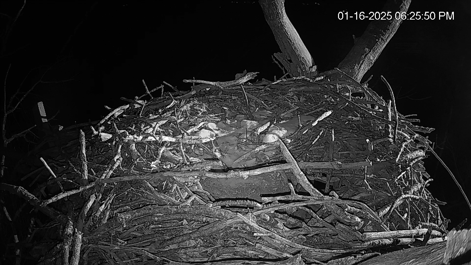 Snapshot of Hanover Eagles Live Cam taken Jan 16, 2025, 6:26pm EST
