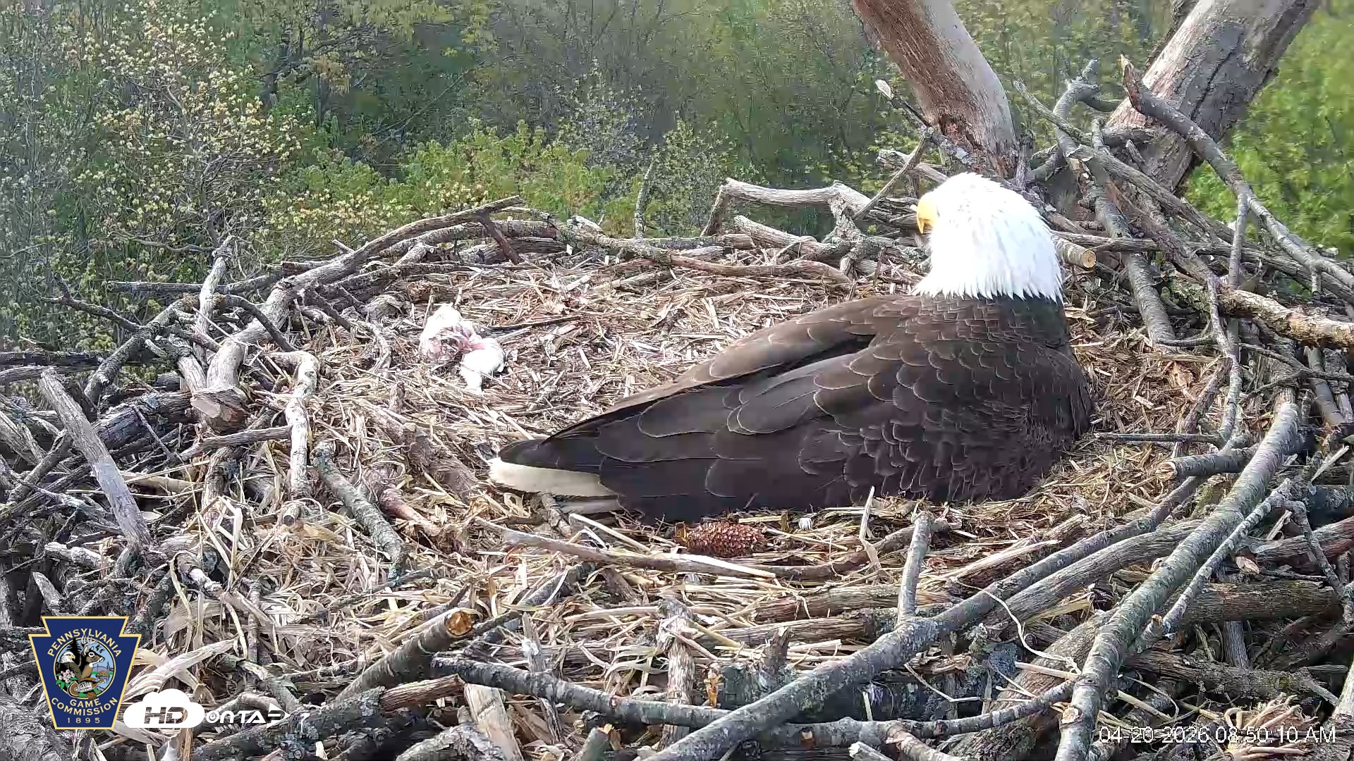 Snapshot of Hanover Eagles Live Cam taken Apr 20, 2026, 8:50am EDT
