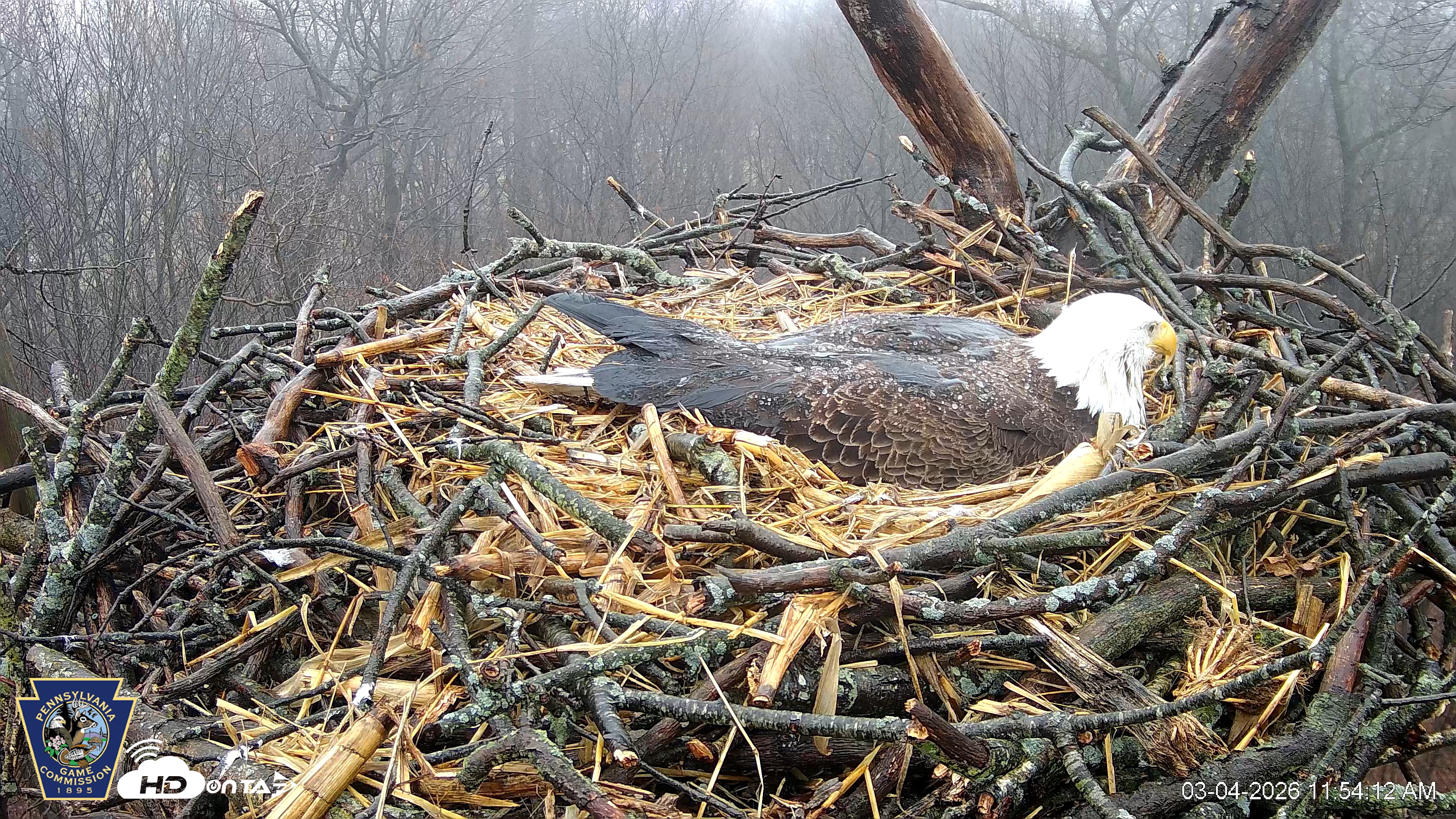 Snapshot of Hanover Eagles Live Cam taken Mar 4, 2026, 11:54am EST