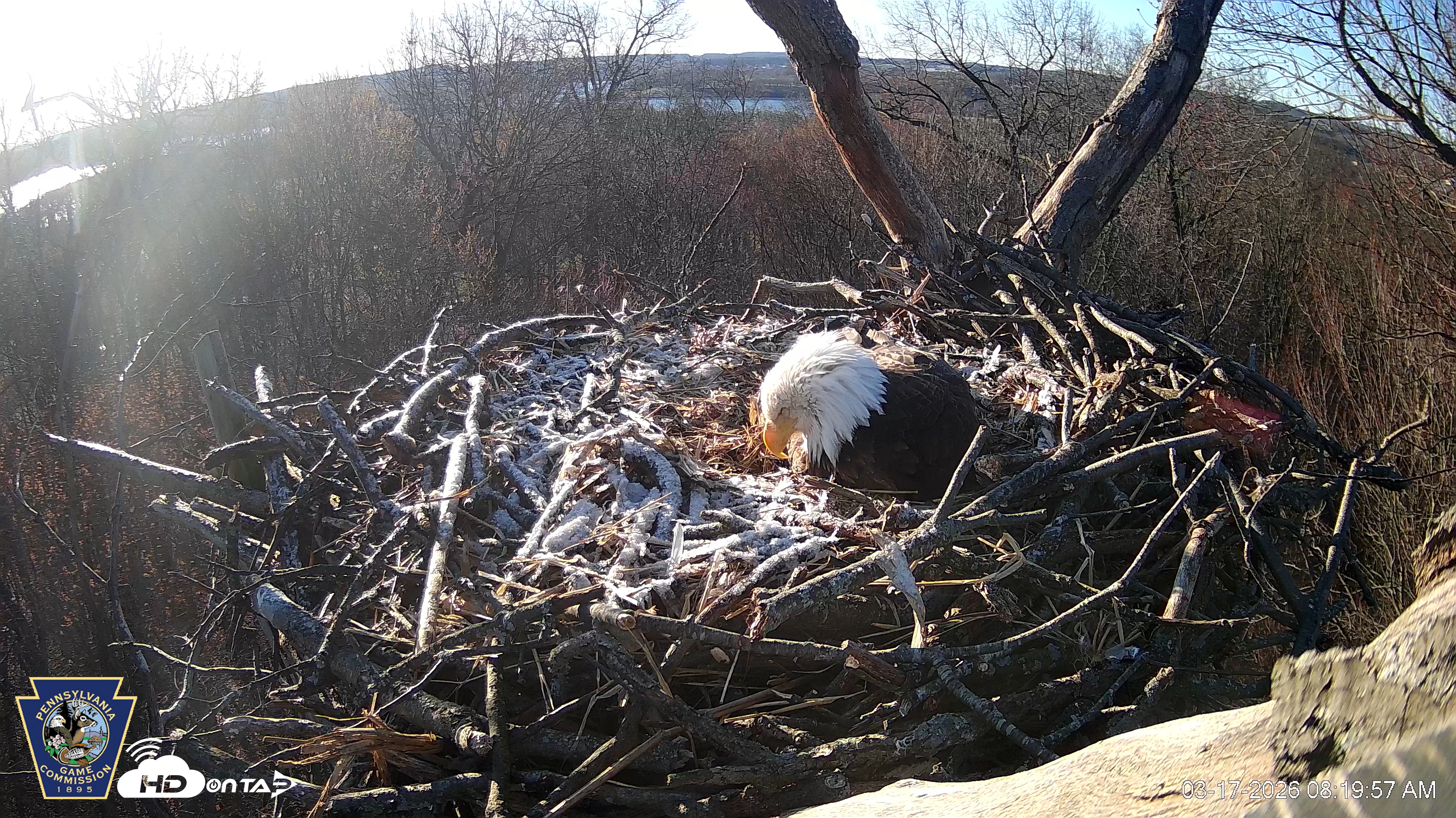 Snapshot of Hanover Eagles Live Cam taken Mar 17, 2026, 8:19am EDT