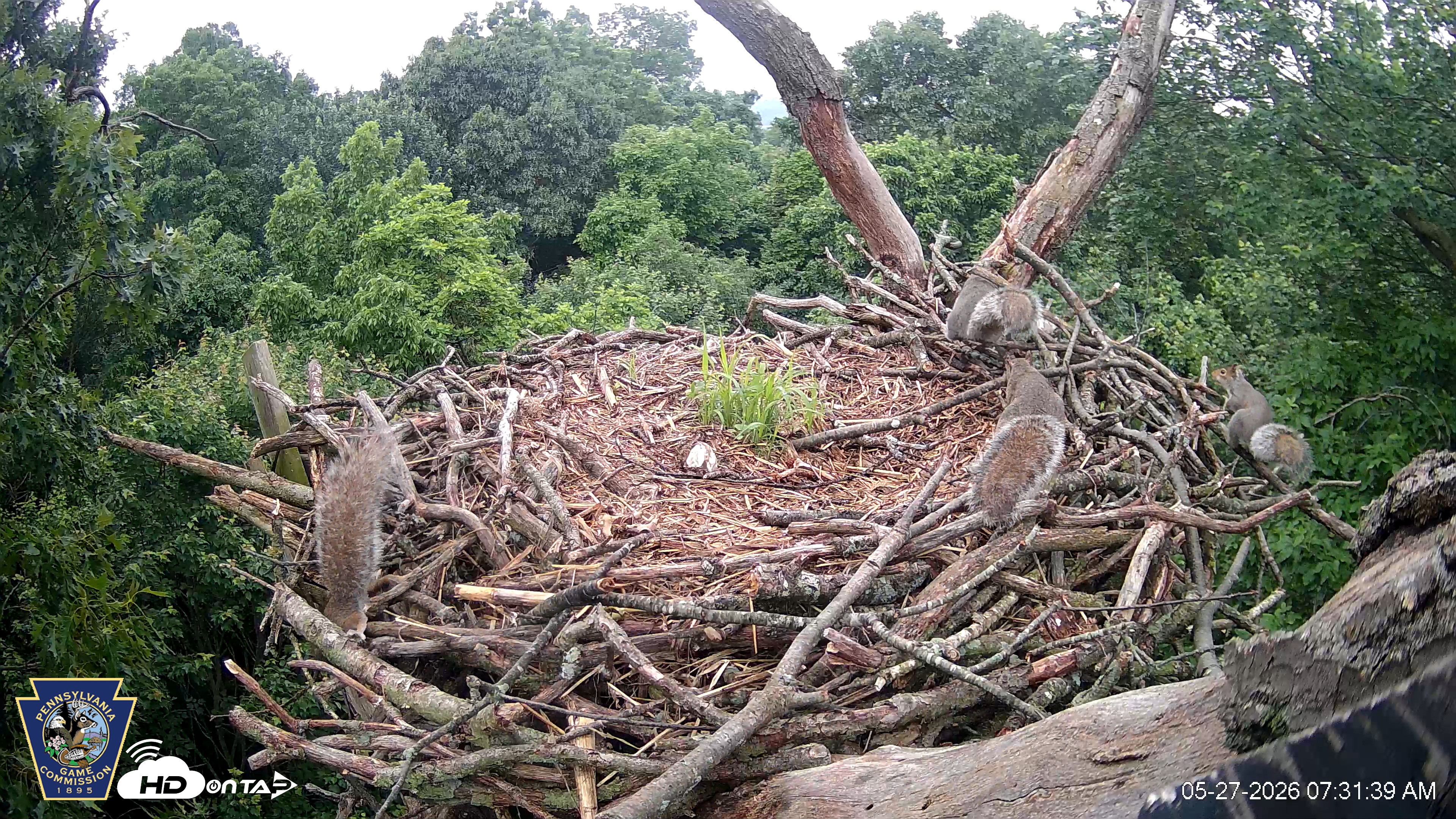 Snapshot of Hanover Eagles Live Cam taken May 27, 2026, 7:32am EDT
