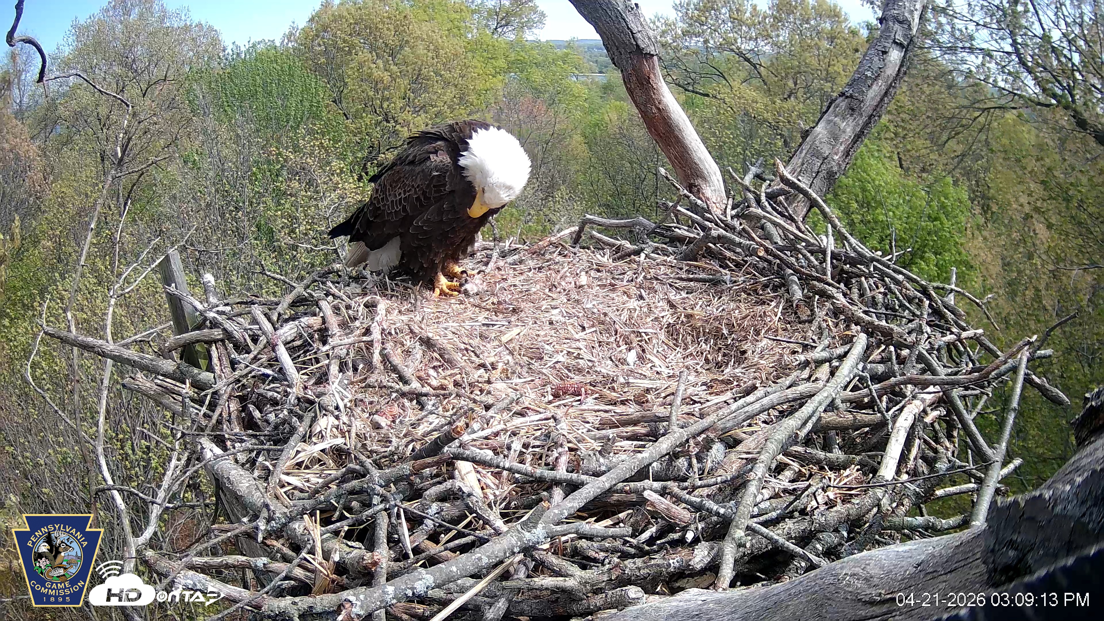 Snapshot of Hanover Eagles Live Cam taken Apr 21, 2026, 3:09pm EDT