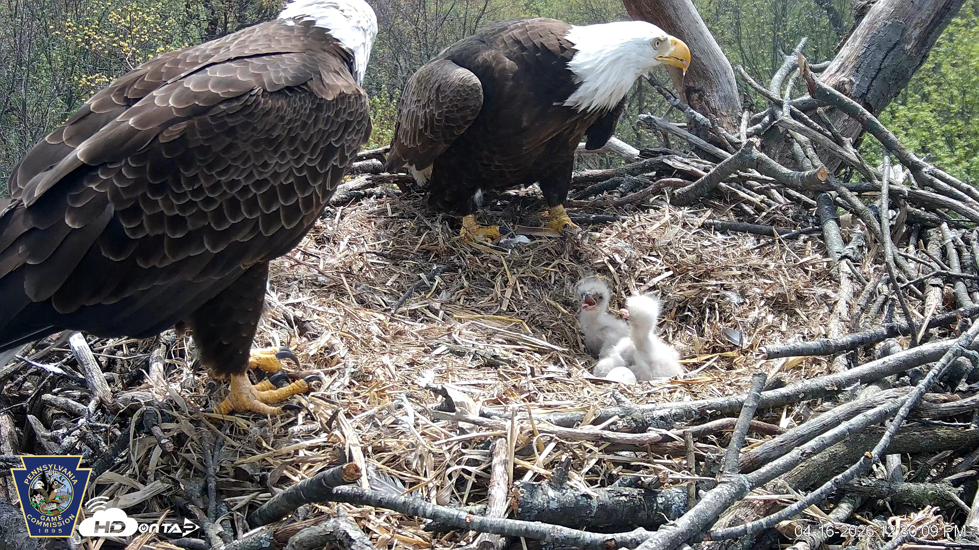 Snapshot of Hanover Eagles Live Cam taken Apr 16, 2026, 12:30pm EDT