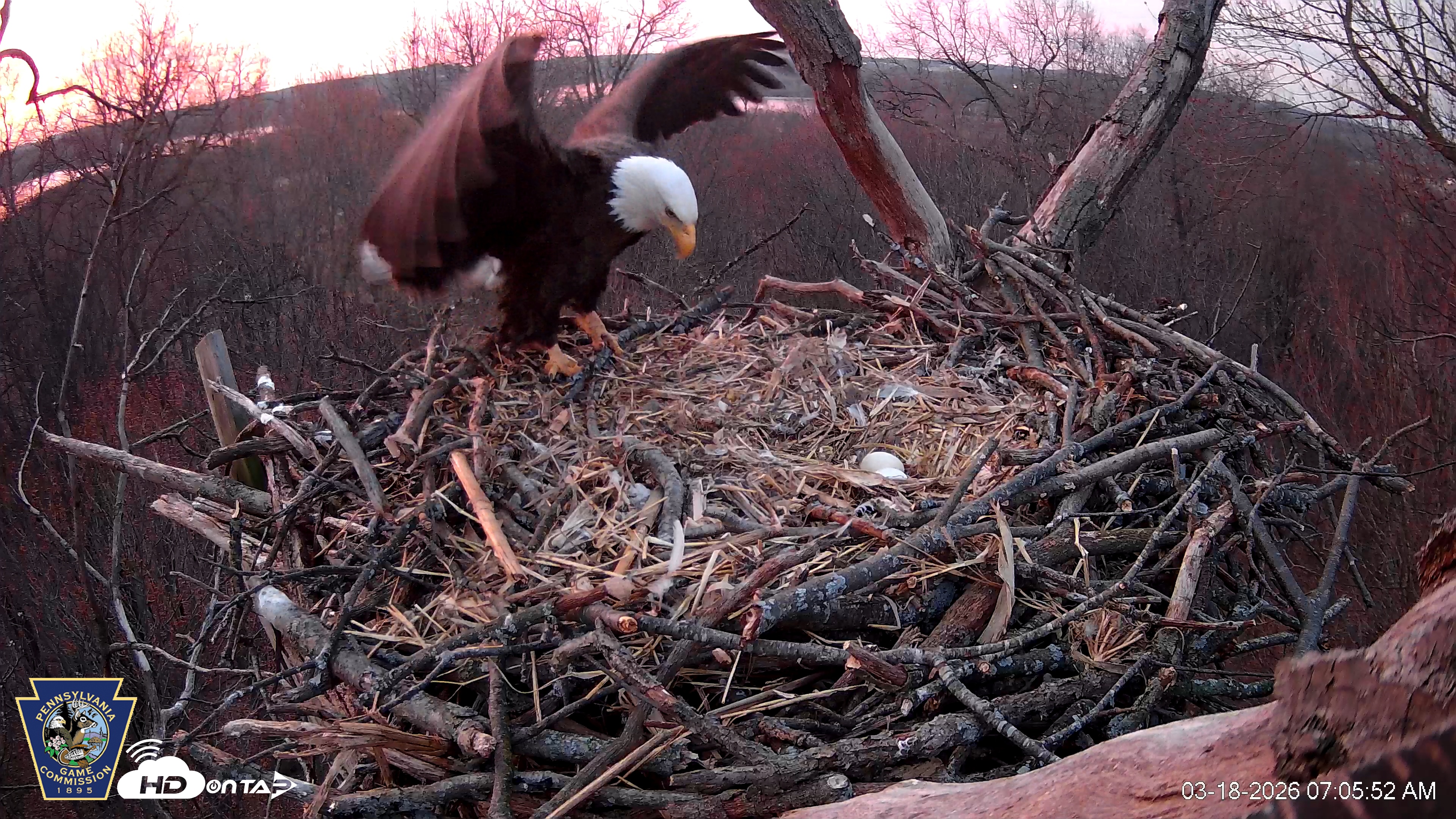 Snapshot of Hanover Eagles Live Cam taken Mar 18, 2026, 7:05am EDT
