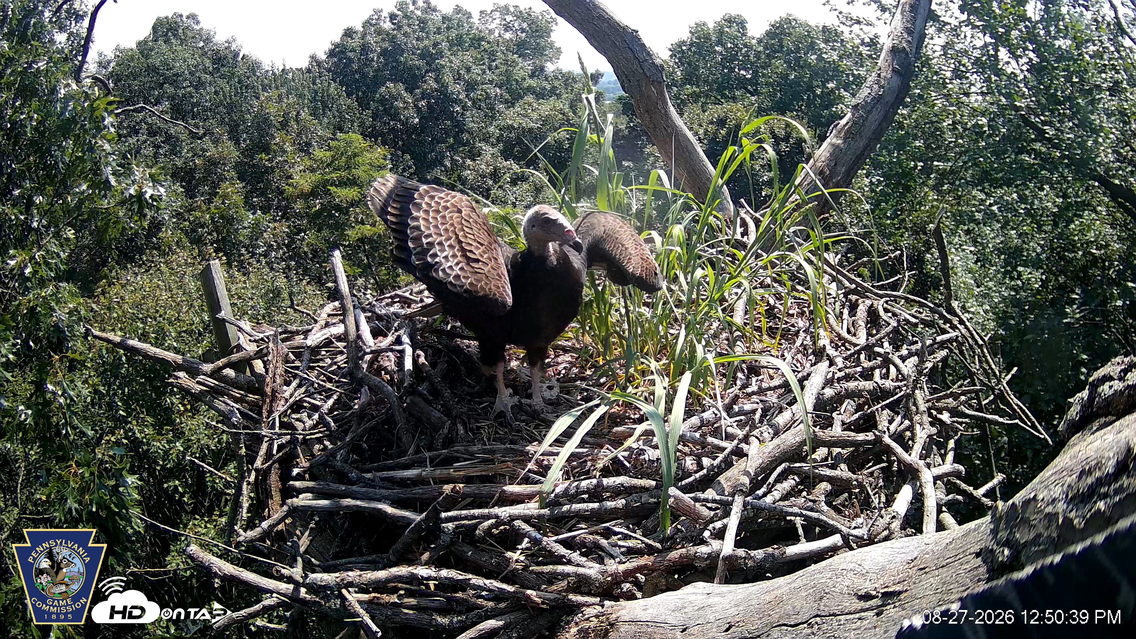 Snapshot of Hanover Eagles Live Cam taken Aug 27, 2026, 12:51pm EDT