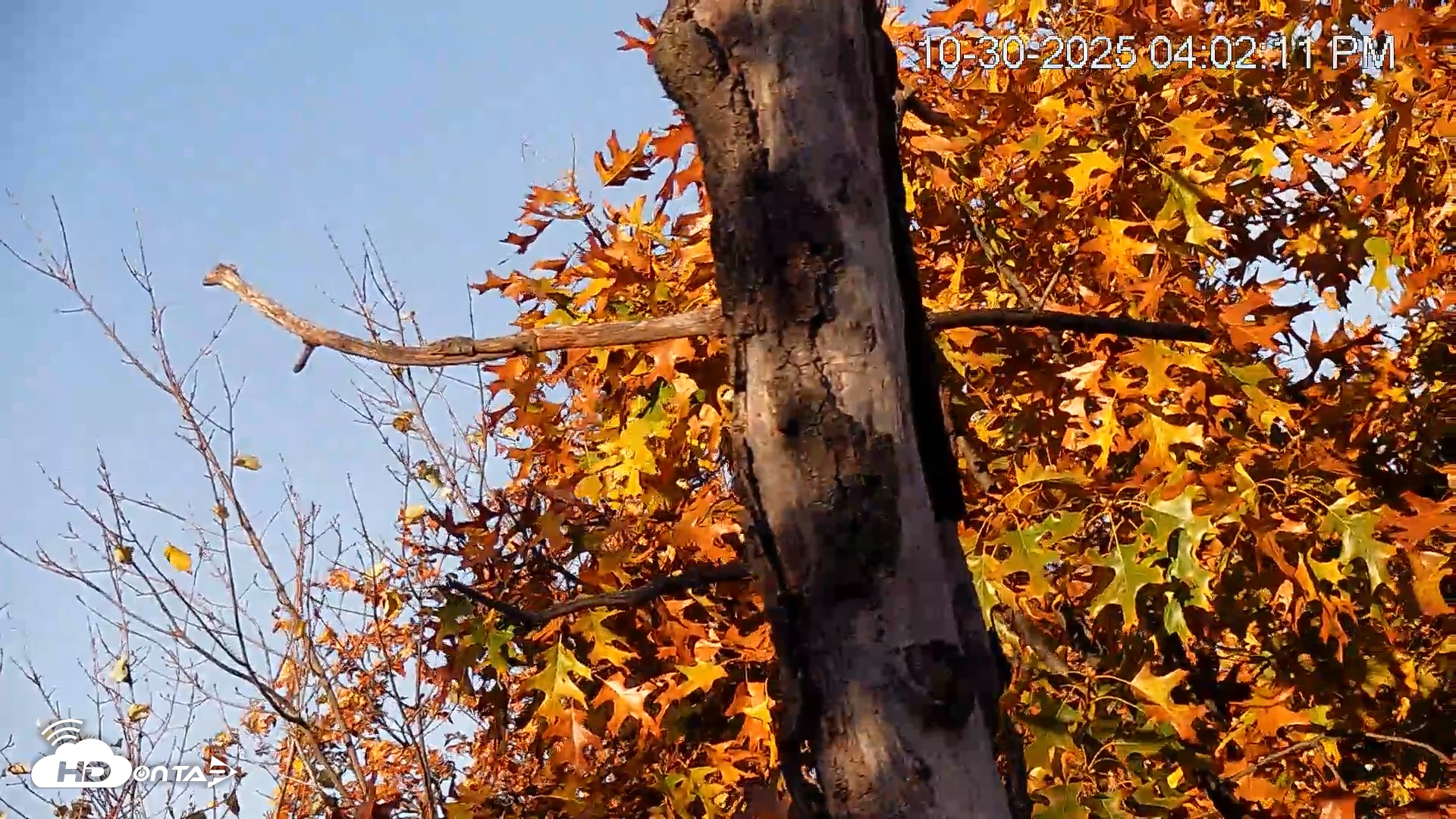Snapshot of Hanover Eagles Live Cam taken Oct 30, 2025, 4:03pm EDT