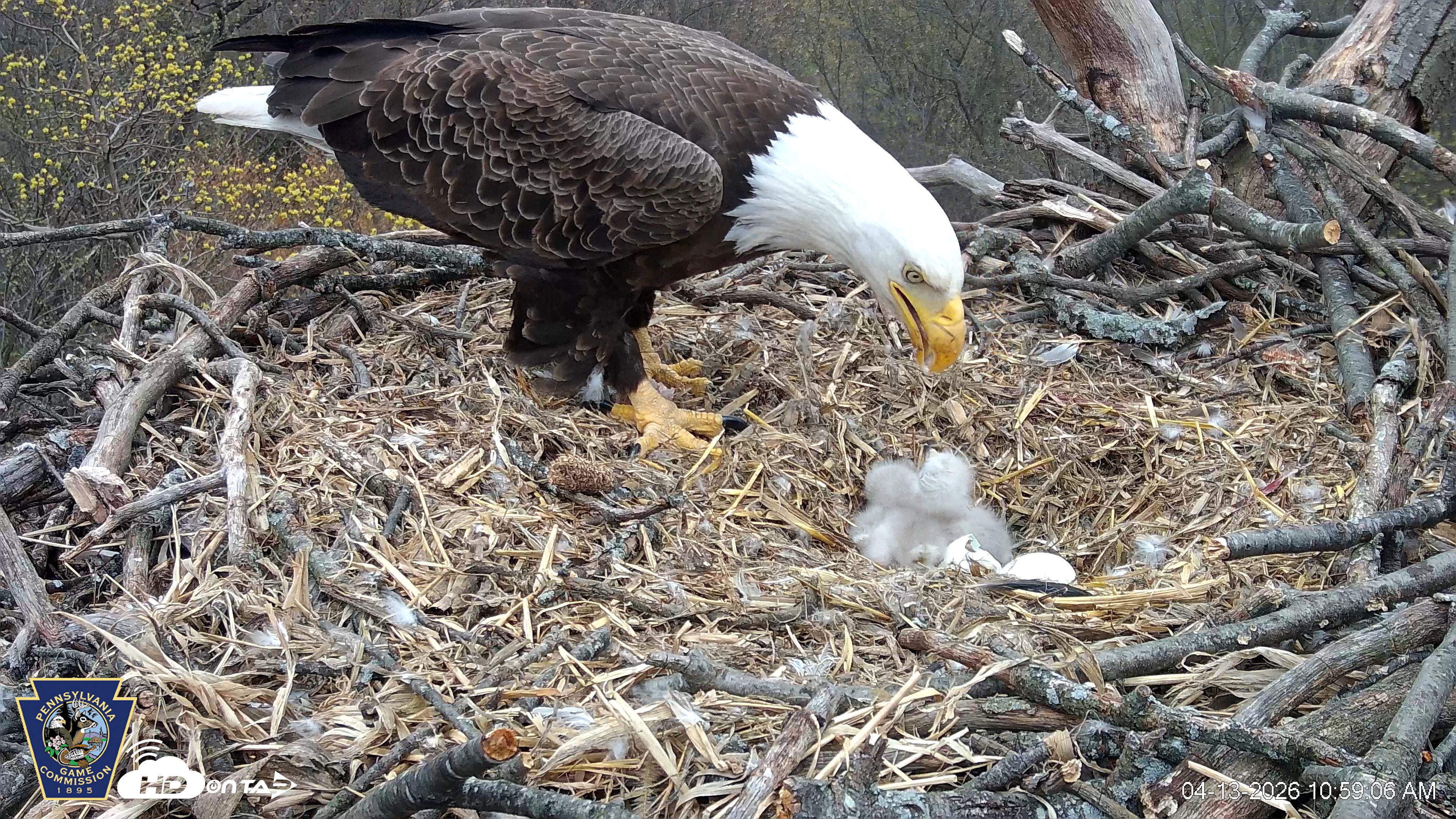 Snapshot of Hanover Eagles Live Cam taken Apr 13, 2026, 10:59am EDT