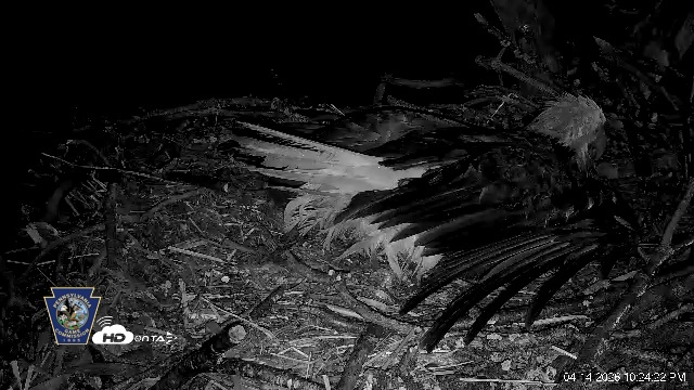 Snapshot of Hanover Eagles Live Cam taken Apr 14, 2026, 10:24pm EDT