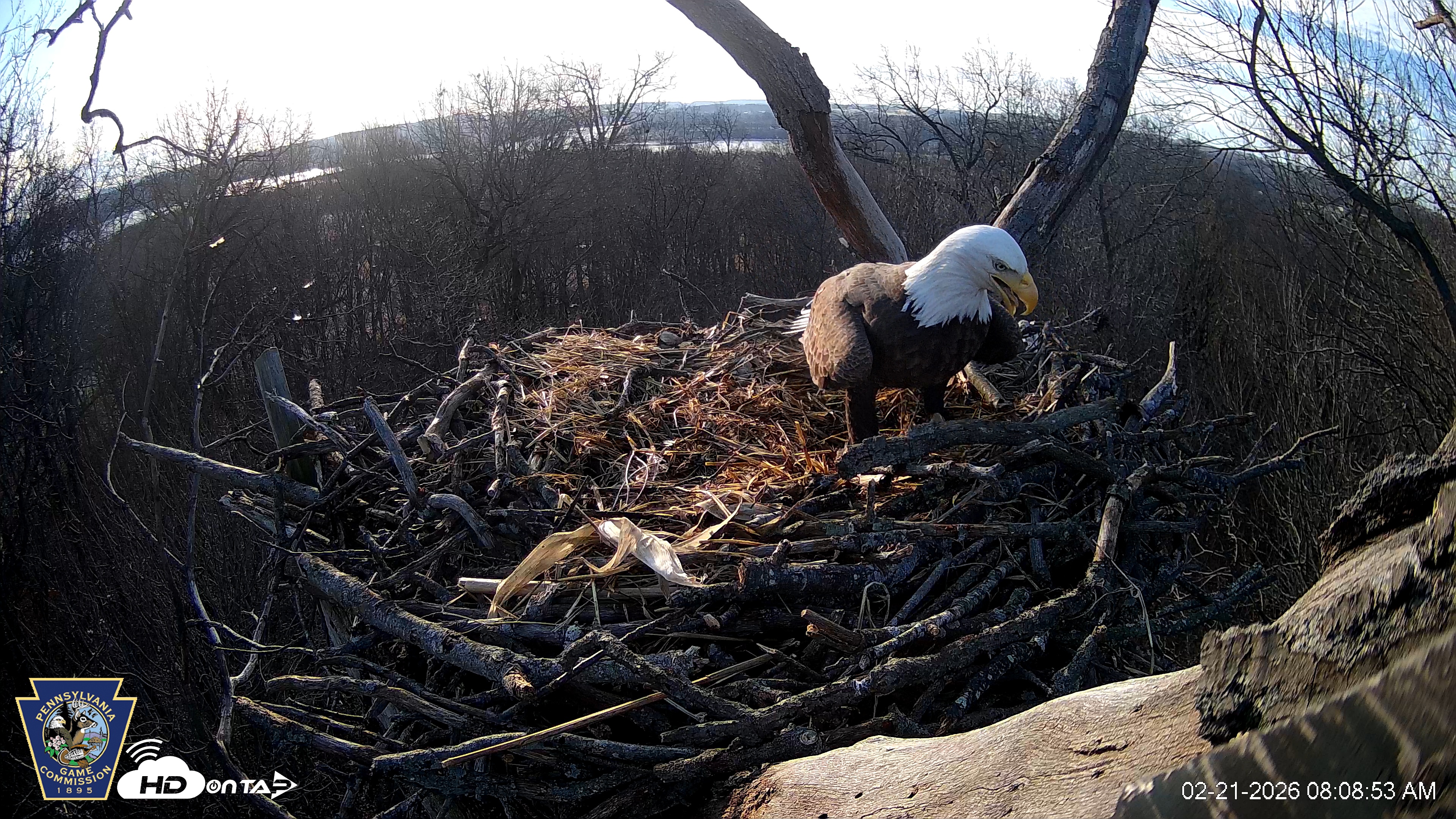 Snapshot of Hanover Eagles Live Cam taken Feb 21, 2026, 8:08am EST