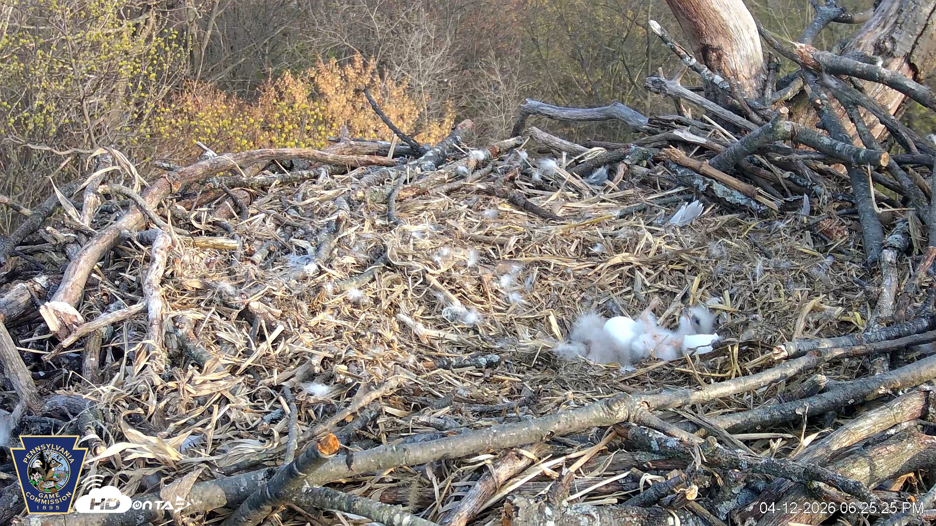 Snapshot of Hanover Eagles Live Cam taken Apr 12, 2026, 6:25pm EDT