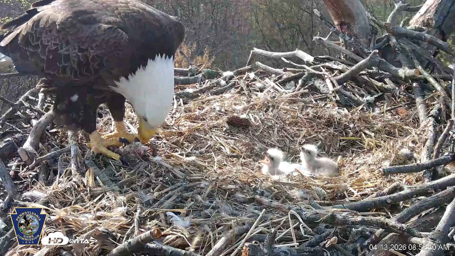 Snapshot of Hanover Eagles Live Cam taken Apr 13, 2026, 8:53am EDT
